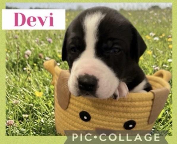 Devi, Adoptable, Puppy Female Great Dane.