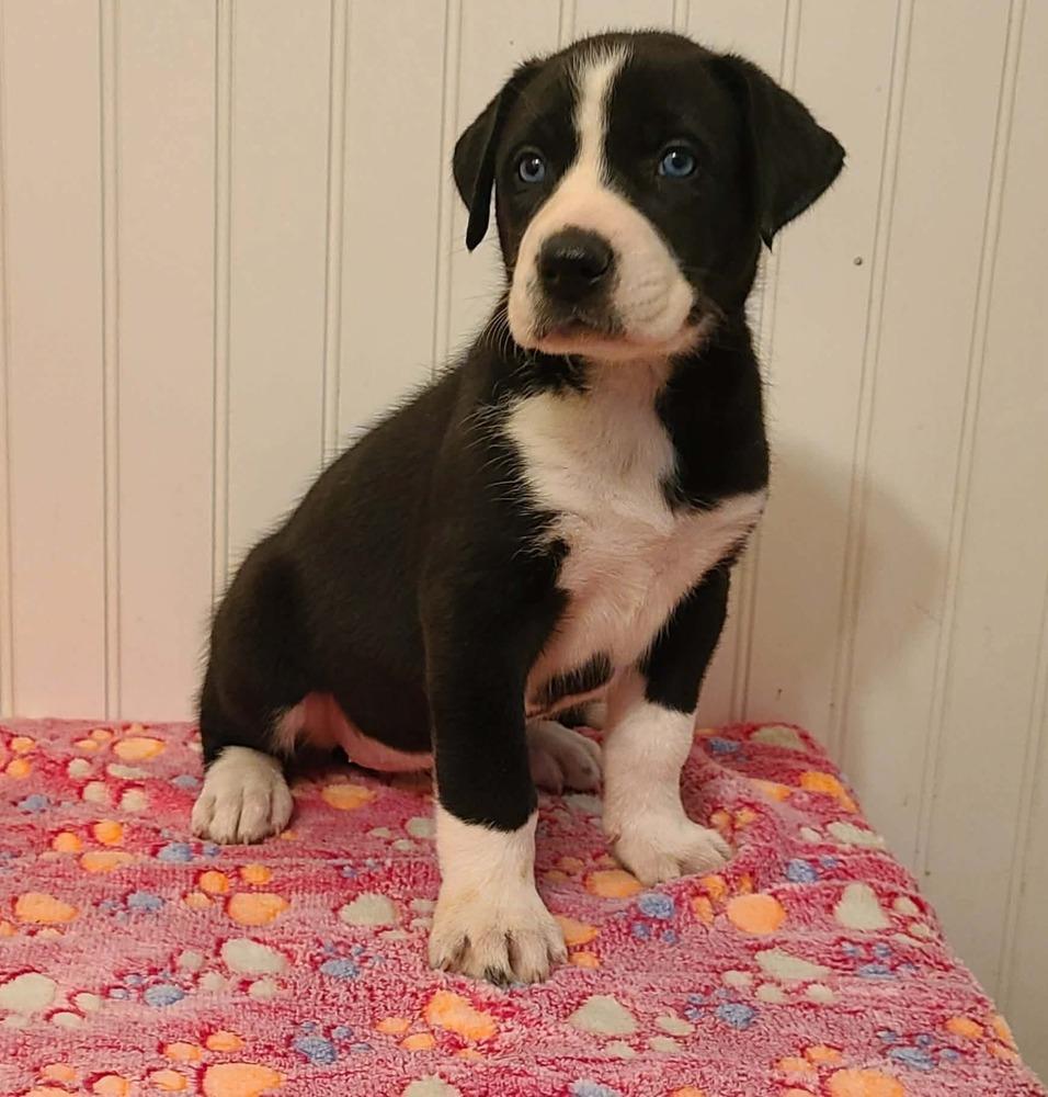 Devi, a Adoptable mixed breed in Canyon Country, CA image 2/3