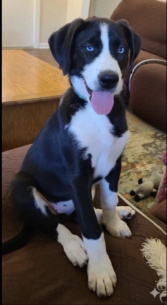 Devi, a Adoptable mixed breed in Canyon Country, CA image 3/3