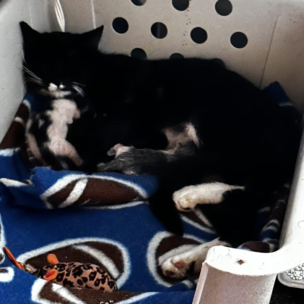 Audrey Hepburn Lichens, Adoptable, Kitten Female Domestic Short Hair.