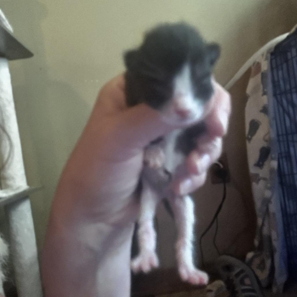 Audrey Hepburn Lichens, a Adoptable Domestic Short Hair in Woodstock, VA image 2/5