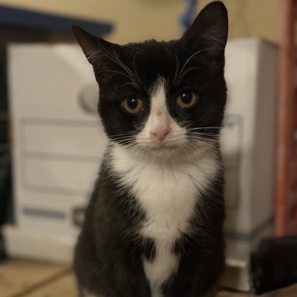 Audrey Hepburn Lichens, a Adoptable Domestic Short Hair in Woodstock, VA image 3/5