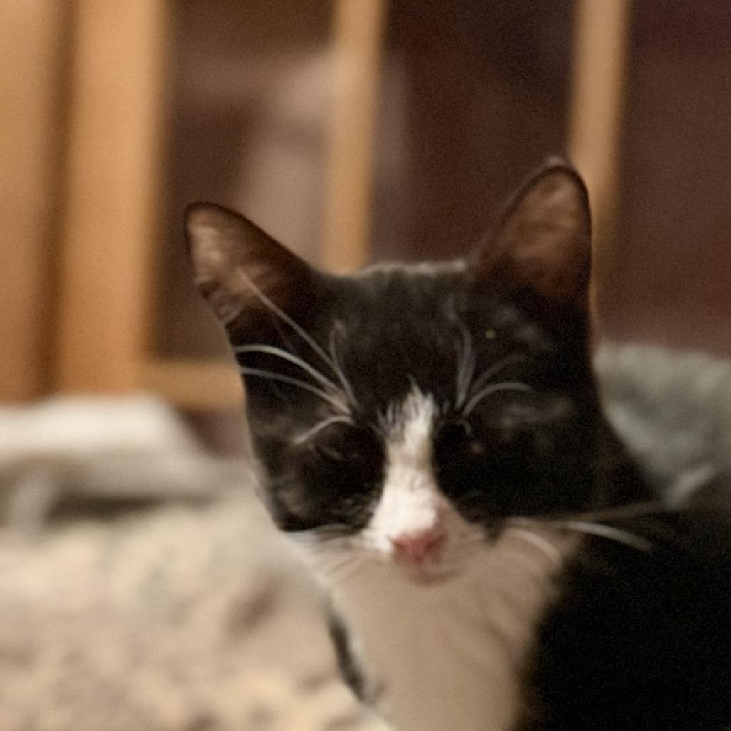 Audrey Hepburn Lichens, a Adoptable Domestic Short Hair in Woodstock, VA image 4/5