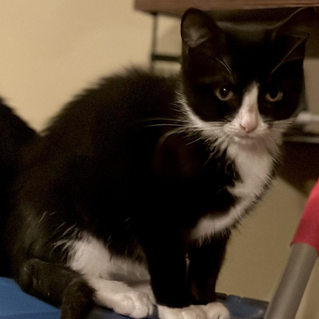 Audrey Hepburn Lichens, a Adoptable Domestic Short Hair in Woodstock, VA image 5/5