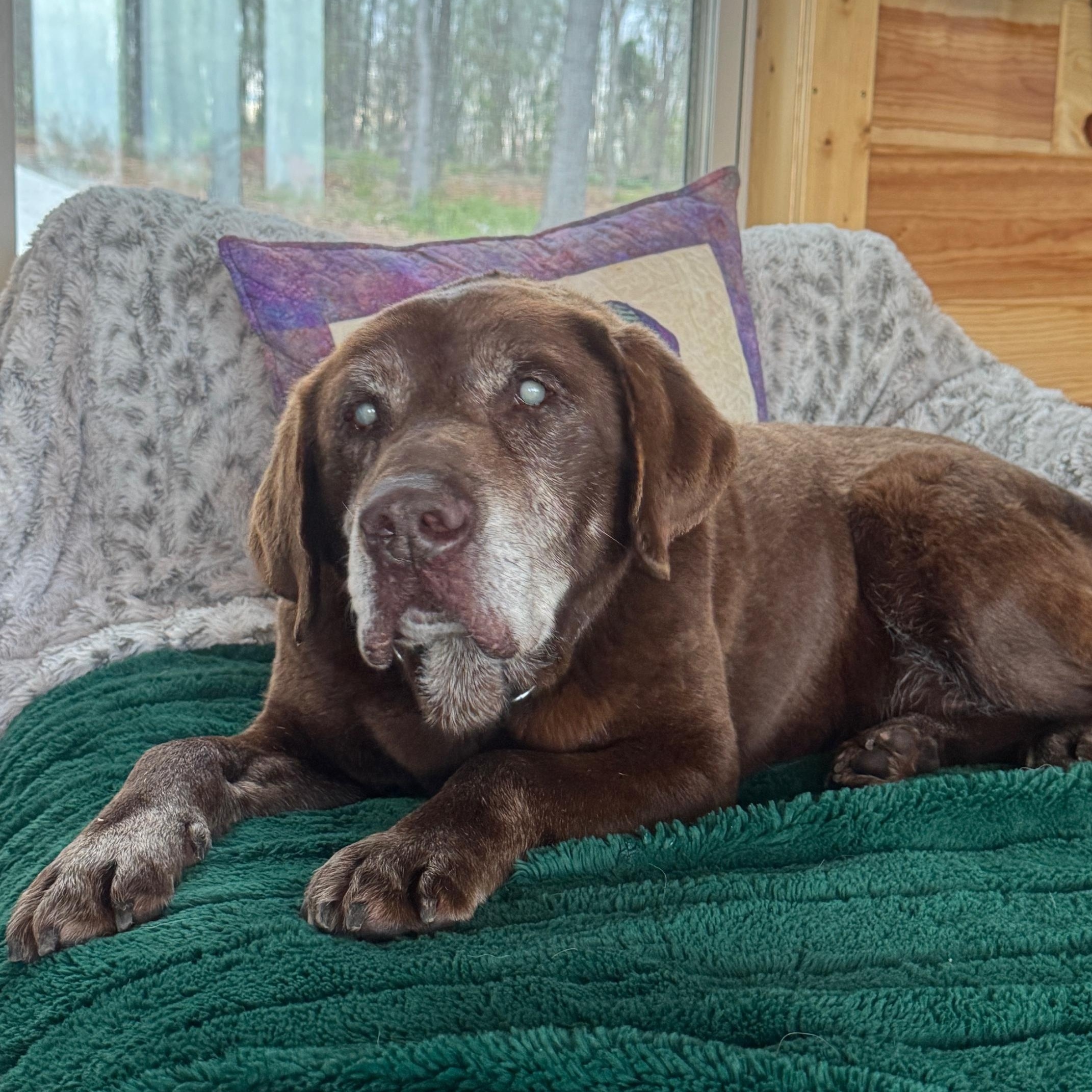 Graham, Adopted, Senior Male Chocolate Labrador Retriever.