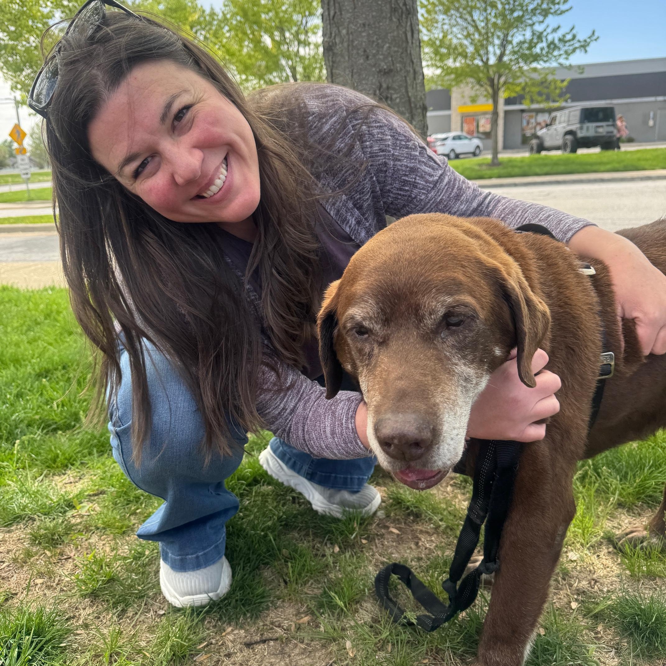 Enlarge Graham, a Adopted Chocolate Labrador Retriever in Rolling Meadows, IL image 5/6