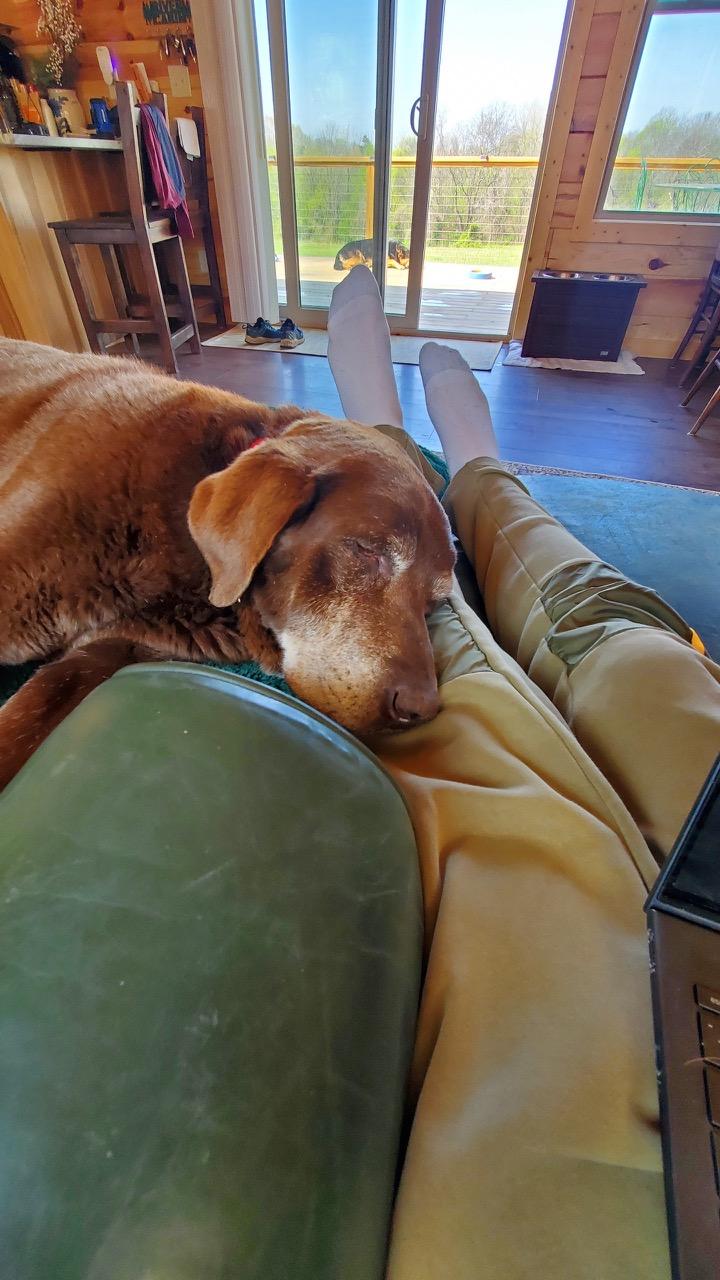 Enlarge Graham, a Adopted Chocolate Labrador Retriever in Rolling Meadows, IL image 3/6