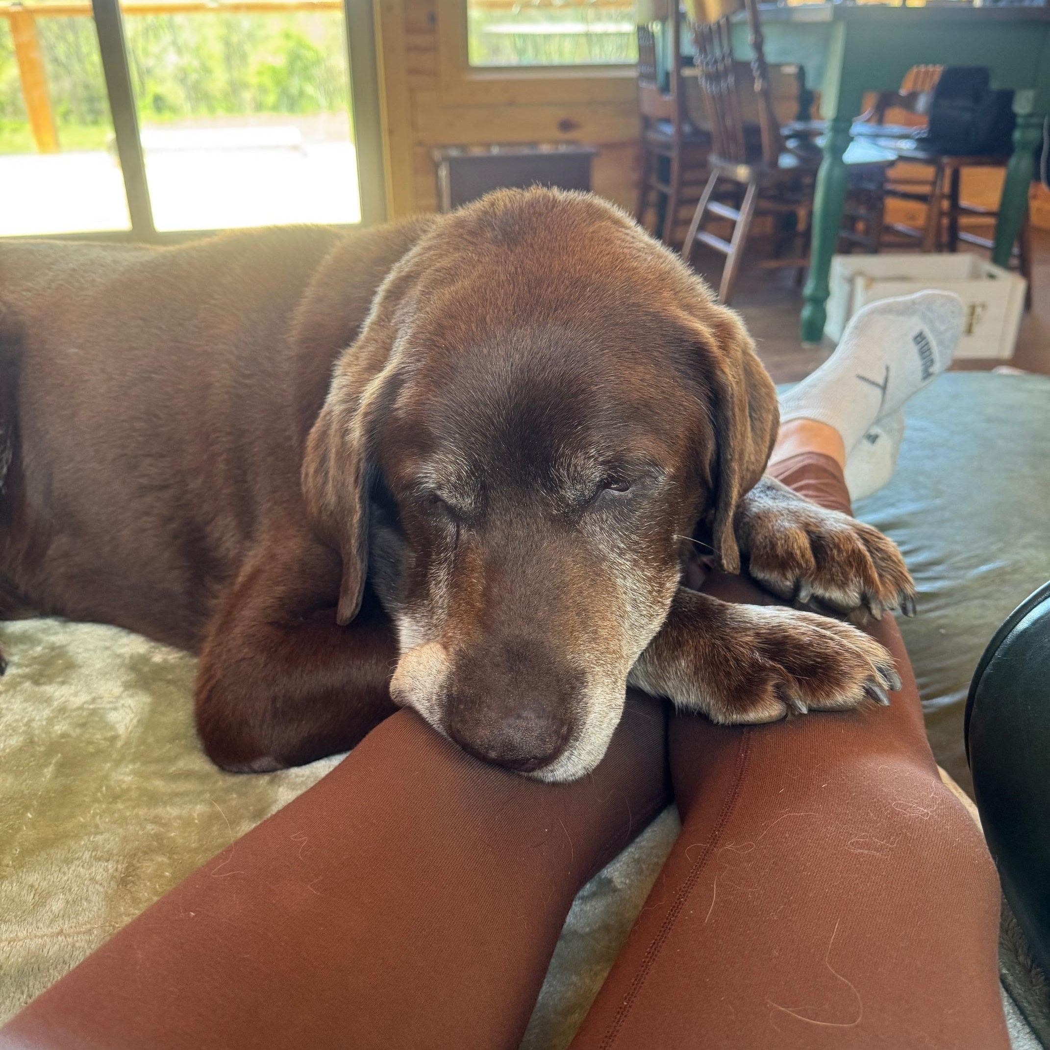 Enlarge Graham, a Adopted Chocolate Labrador Retriever in Rolling Meadows, IL image 2/6