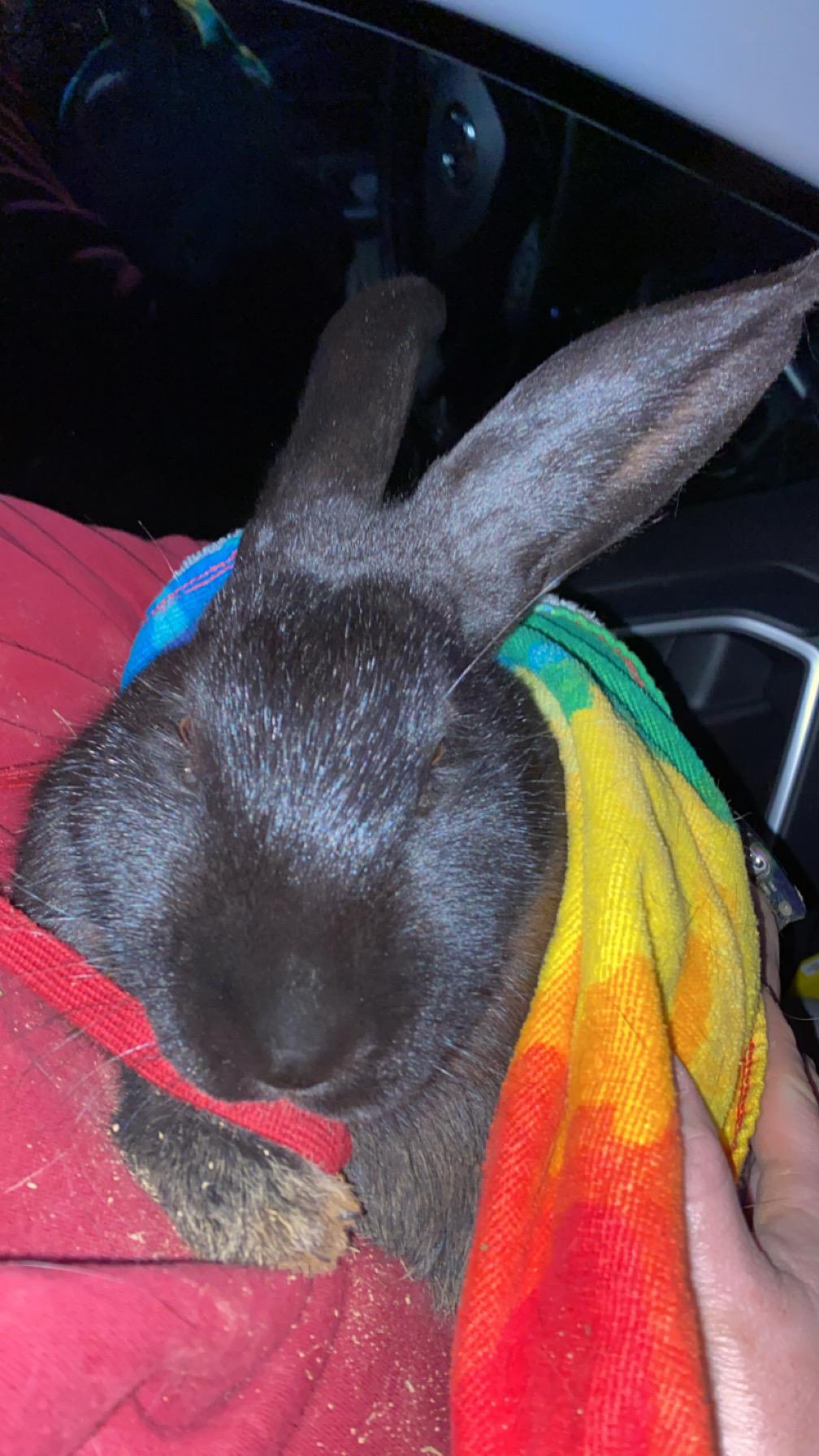 Mystic, ADOPTABLE, Adult Female Lilac.