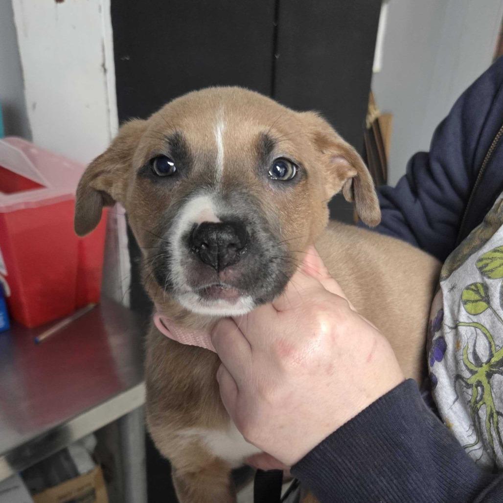 Miley, Adoptable, Puppy Female Mixed Breed.