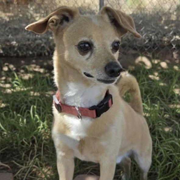 Chicken Nuggett, Adoptable, Senior Male Mixed Breed.