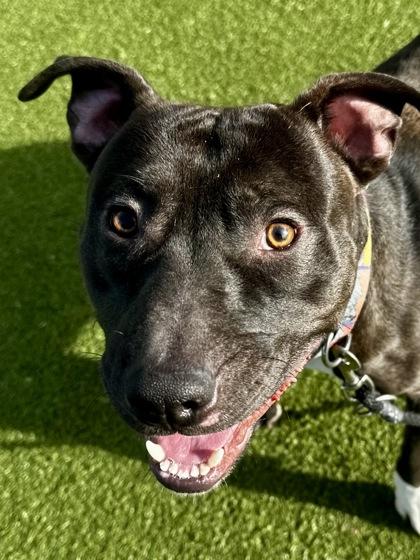 Mistletoe, Adoptable, Adult Male Mixed Breed & Mixed Breed.