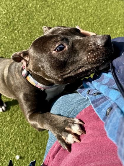 Enlarge Mistletoe, a Adoptable mixed breed in Wichita, KS image 3/3