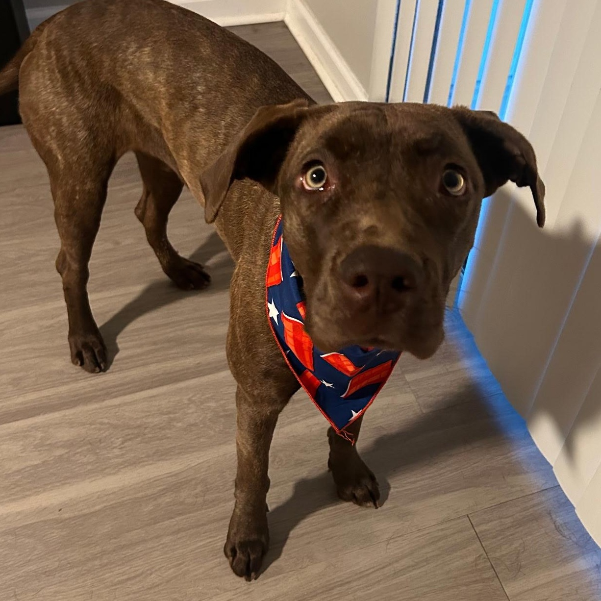 Calypso, a ADOPTABLE mixed breed in Yukon, OK image 3/3