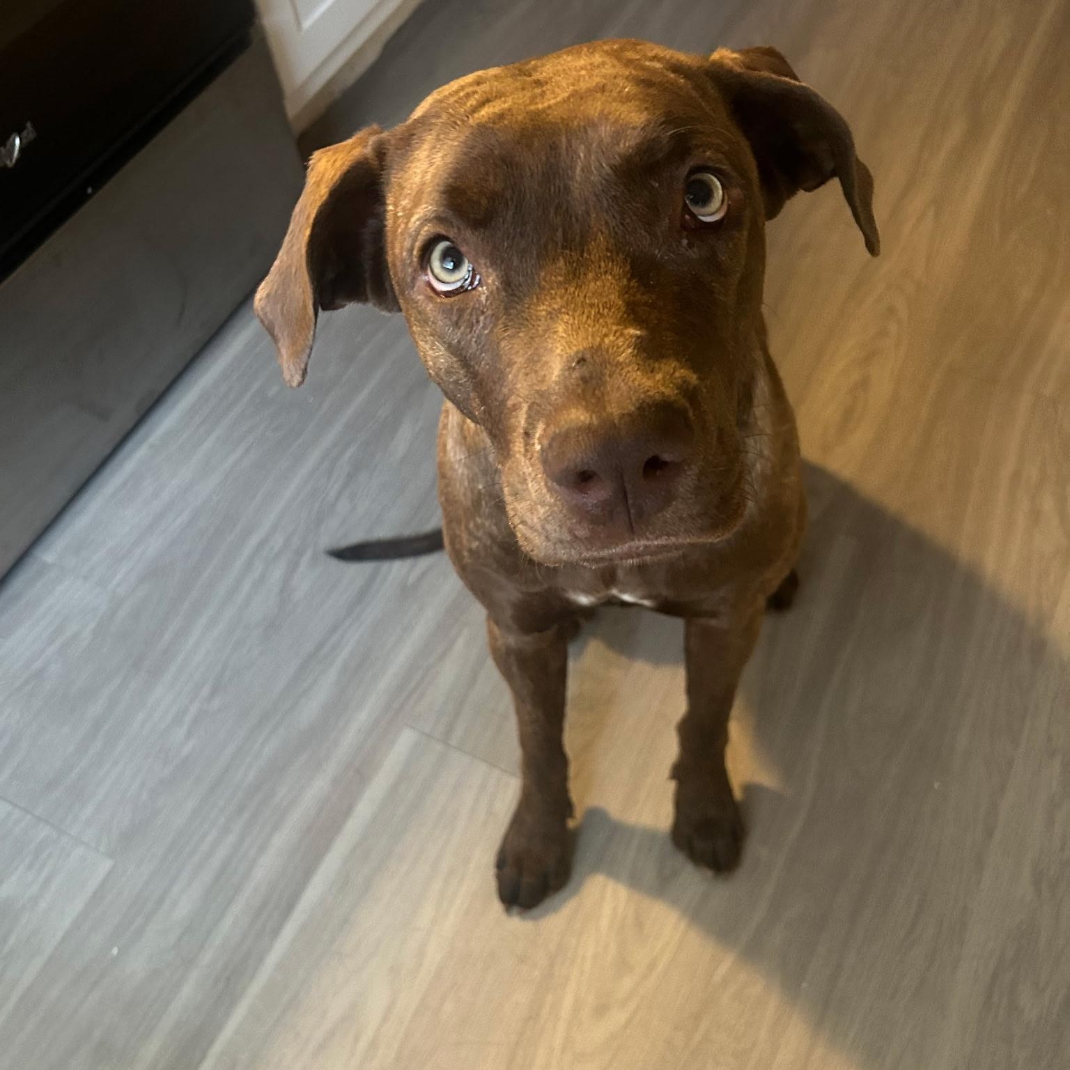 Calypso, a ADOPTABLE mixed breed in Yukon, OK image 1/3