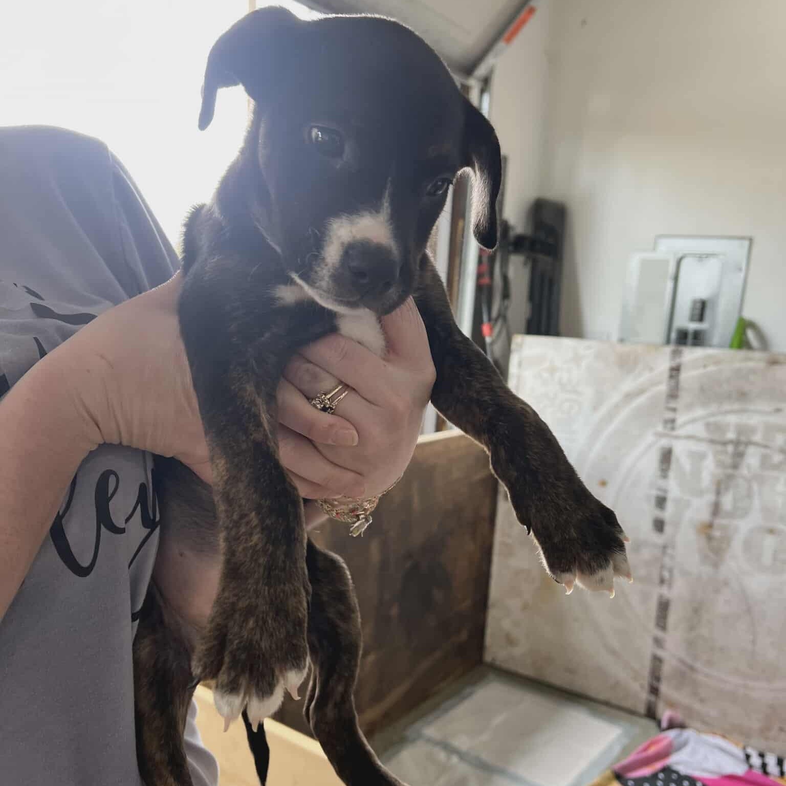 Enlarge Nutmeg, a Adoptable mixed breed in Krum, TX image 4/4