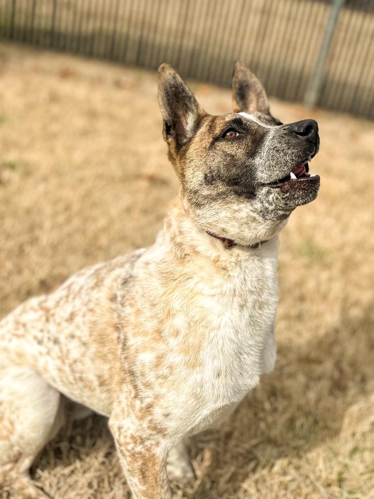 Nola, Adoptable, Young Female Australian Cattle Dog / Blue Heeler & Pit Bull Terrier.