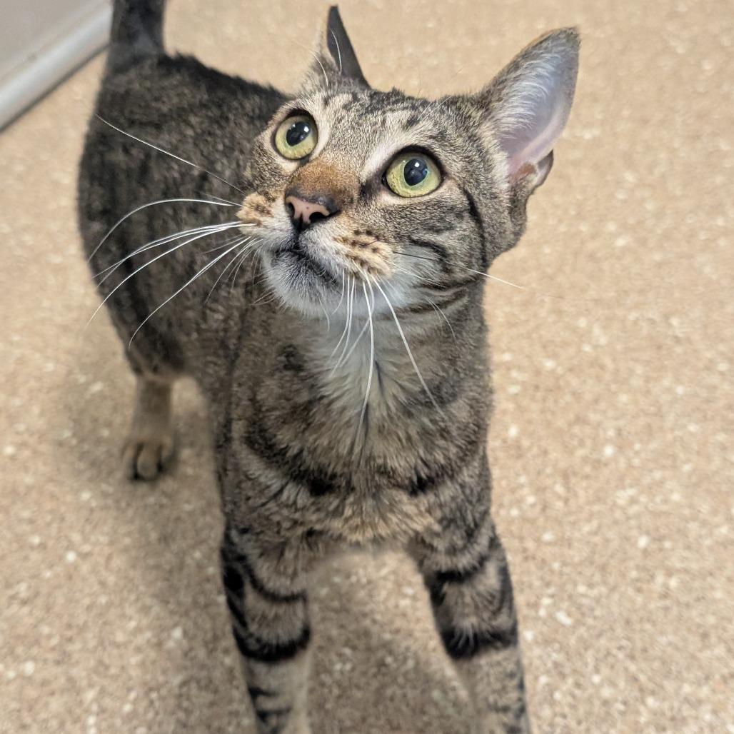 Annie, Adoptable, Adult Female Domestic Short Hair & Mixed Breed.