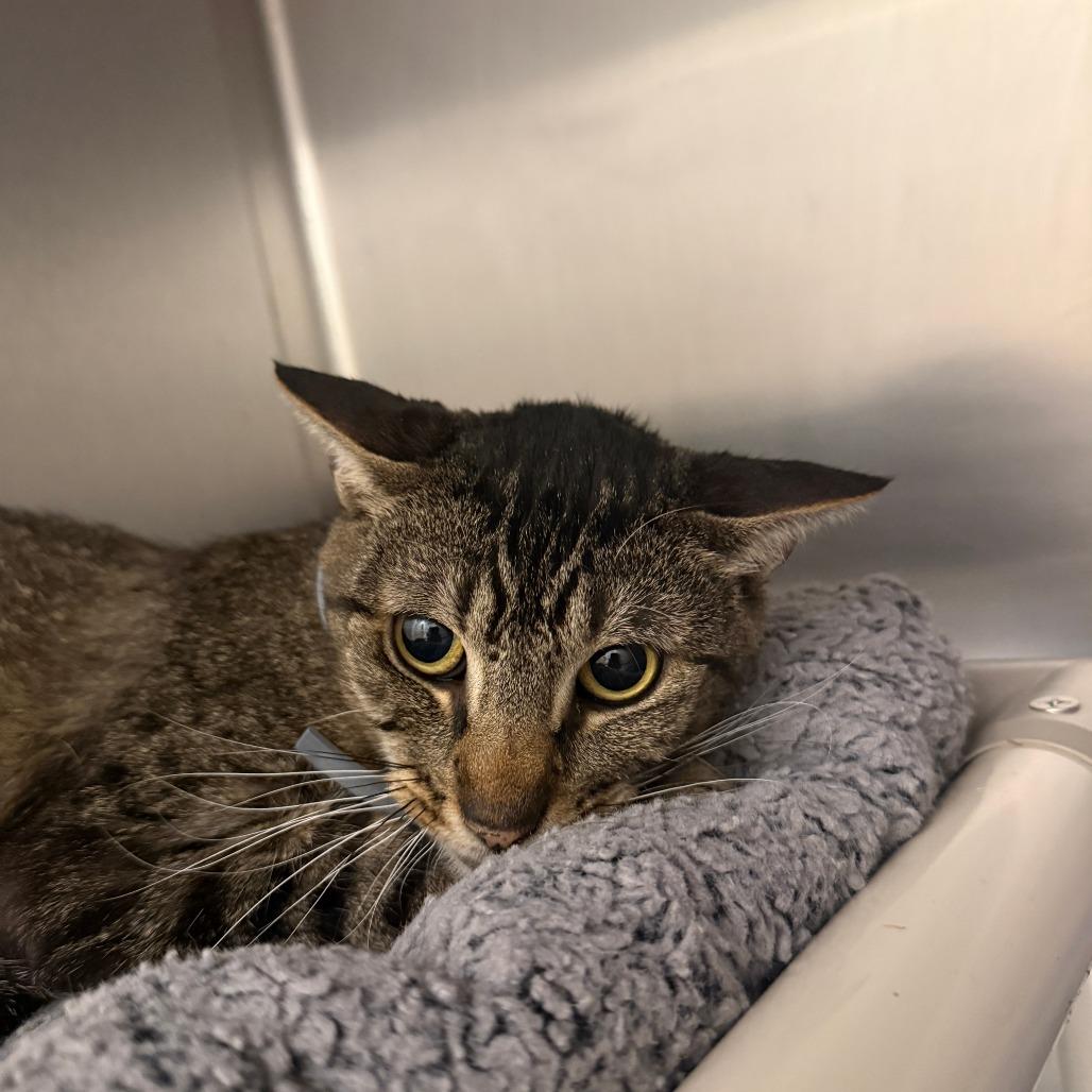 Enlarge Annie, a Adoptable mixed breed in Sonoma, CA image 2/3