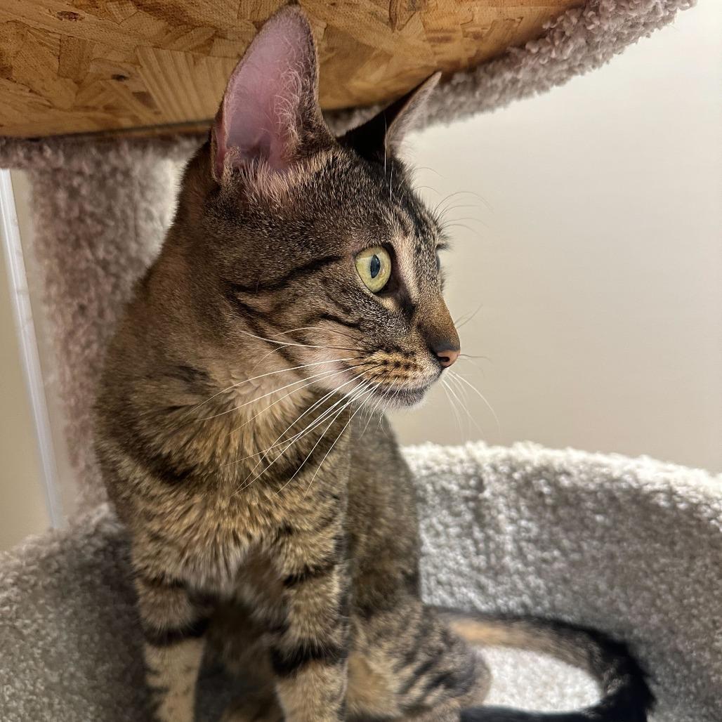 Enlarge Annie, a Adoptable mixed breed in Sonoma, CA image 3/3