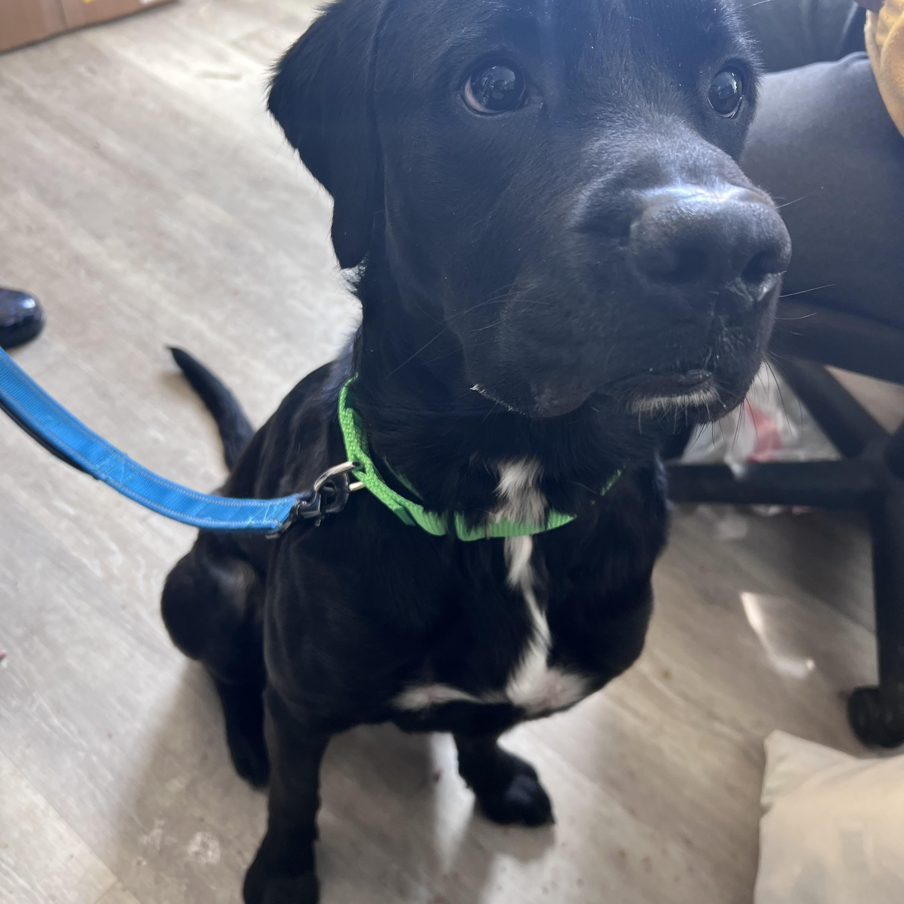 Enlarge Benson-Not Accepting Applications Yet!, a ADOPTABLE mixed breed in Medina, OH image 4/5