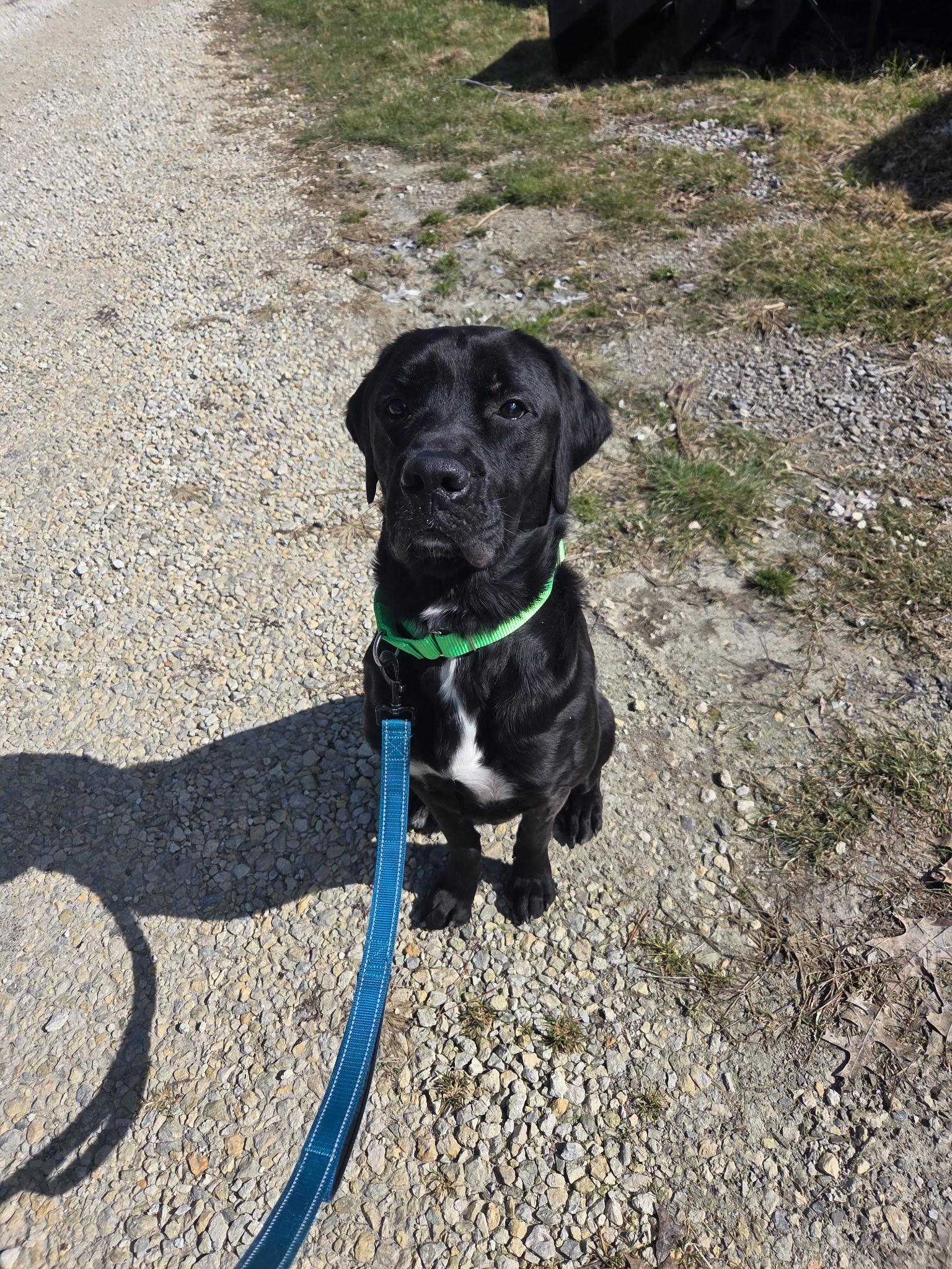 Enlarge Benson-Not Accepting Applications Yet!, a ADOPTABLE mixed breed in Medina, OH image 3/5