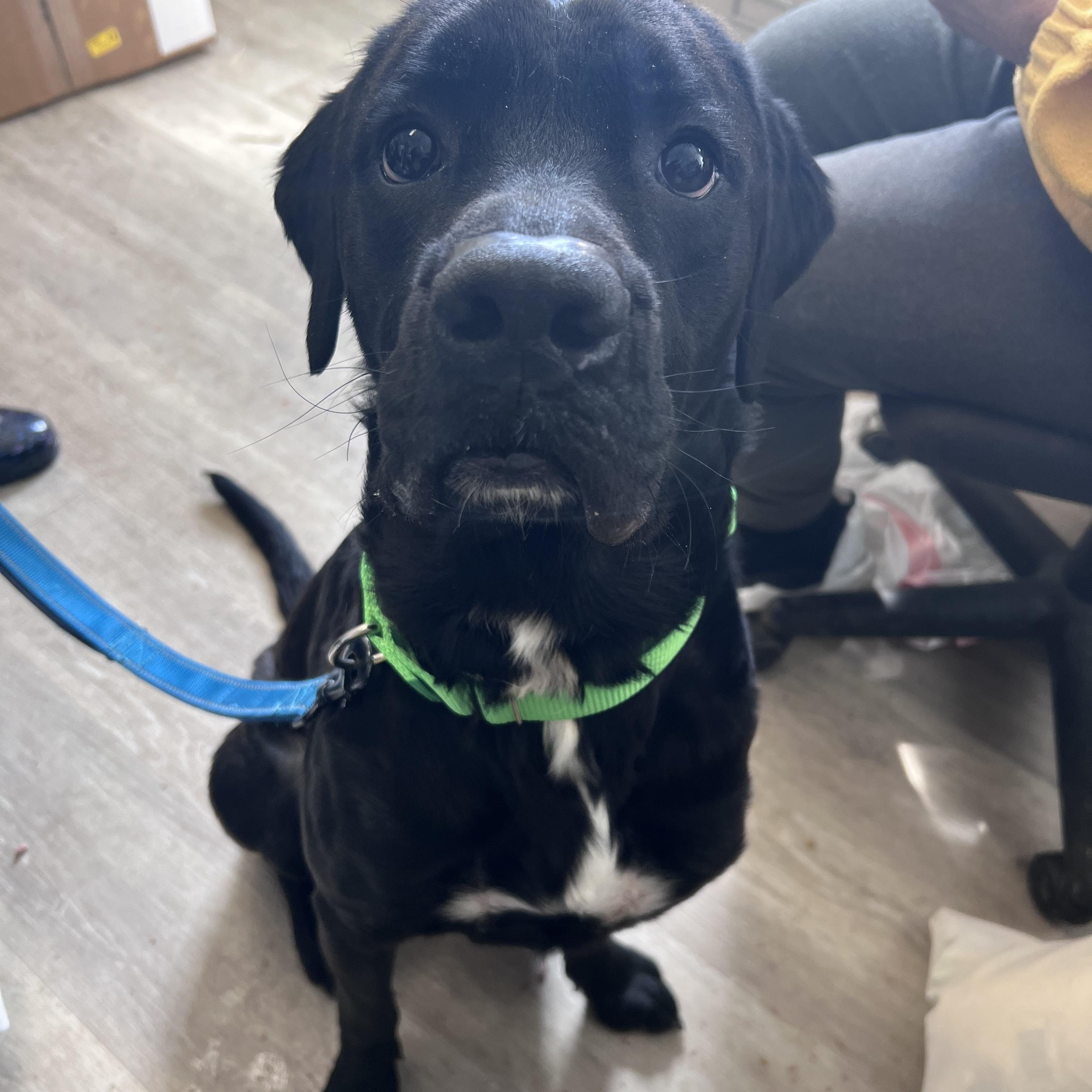 Benson-Not Accepting Applications Yet!, ADOPTABLE, Adult Male Black Labrador Retriever.