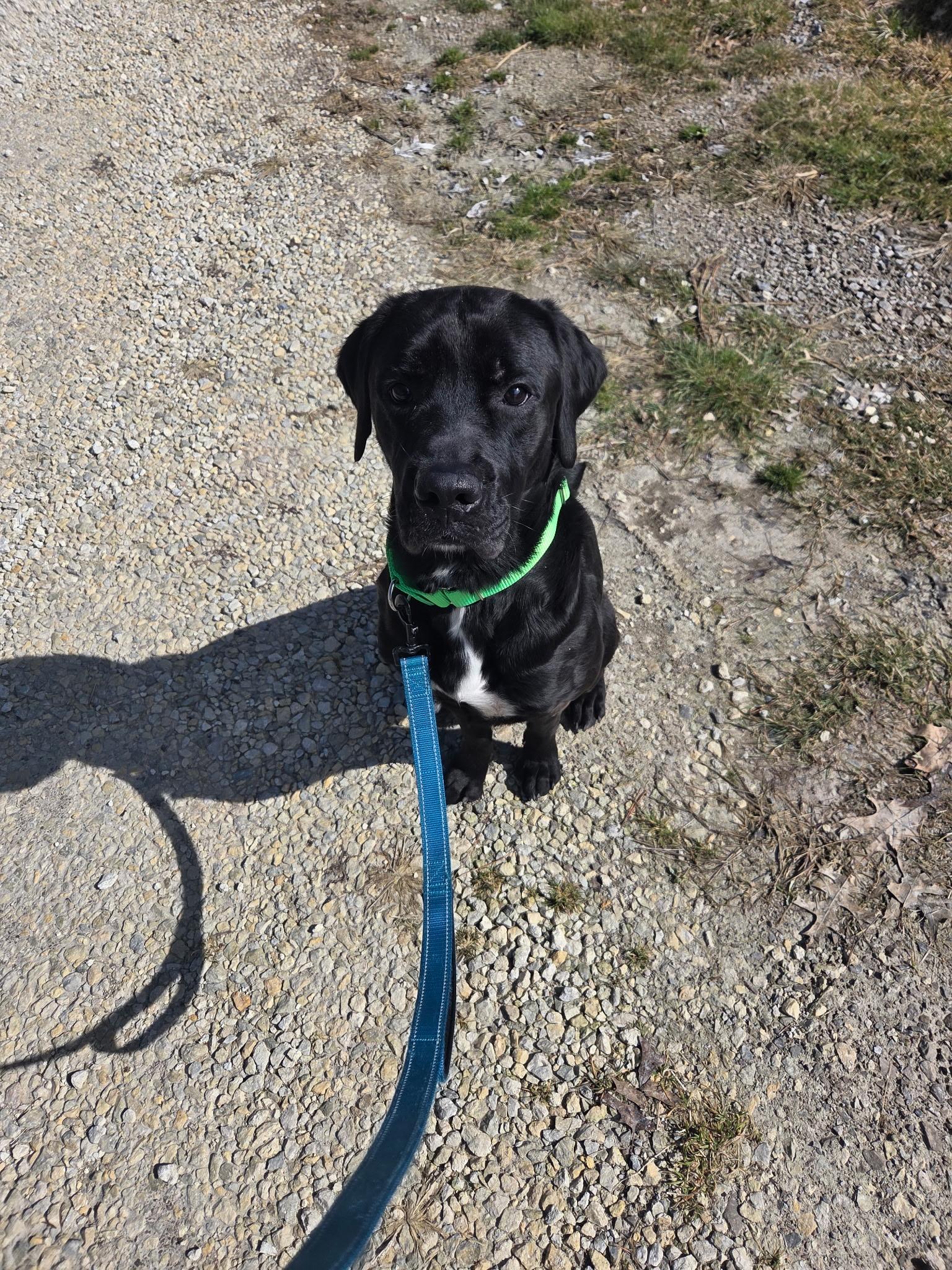 Enlarge Benson-Not Accepting Applications Yet!, a ADOPTABLE mixed breed in Medina, OH image 5/5