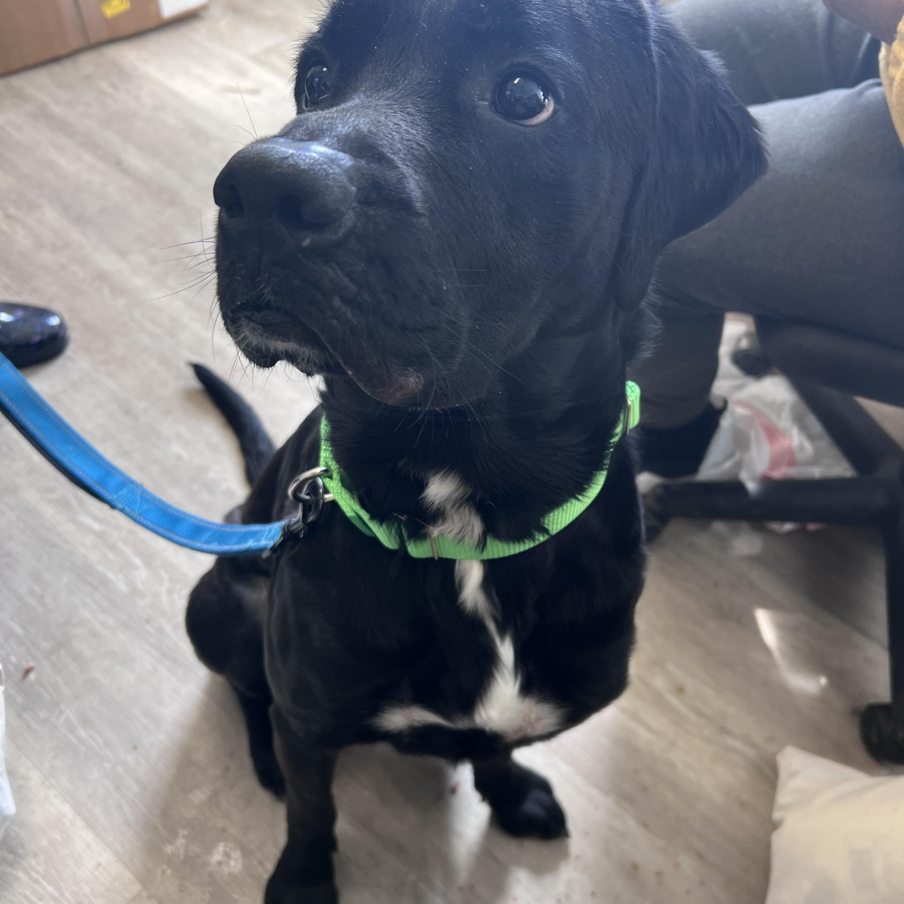 Enlarge Benson-Not Accepting Applications Yet!, a ADOPTABLE mixed breed in Medina, OH image 2/5