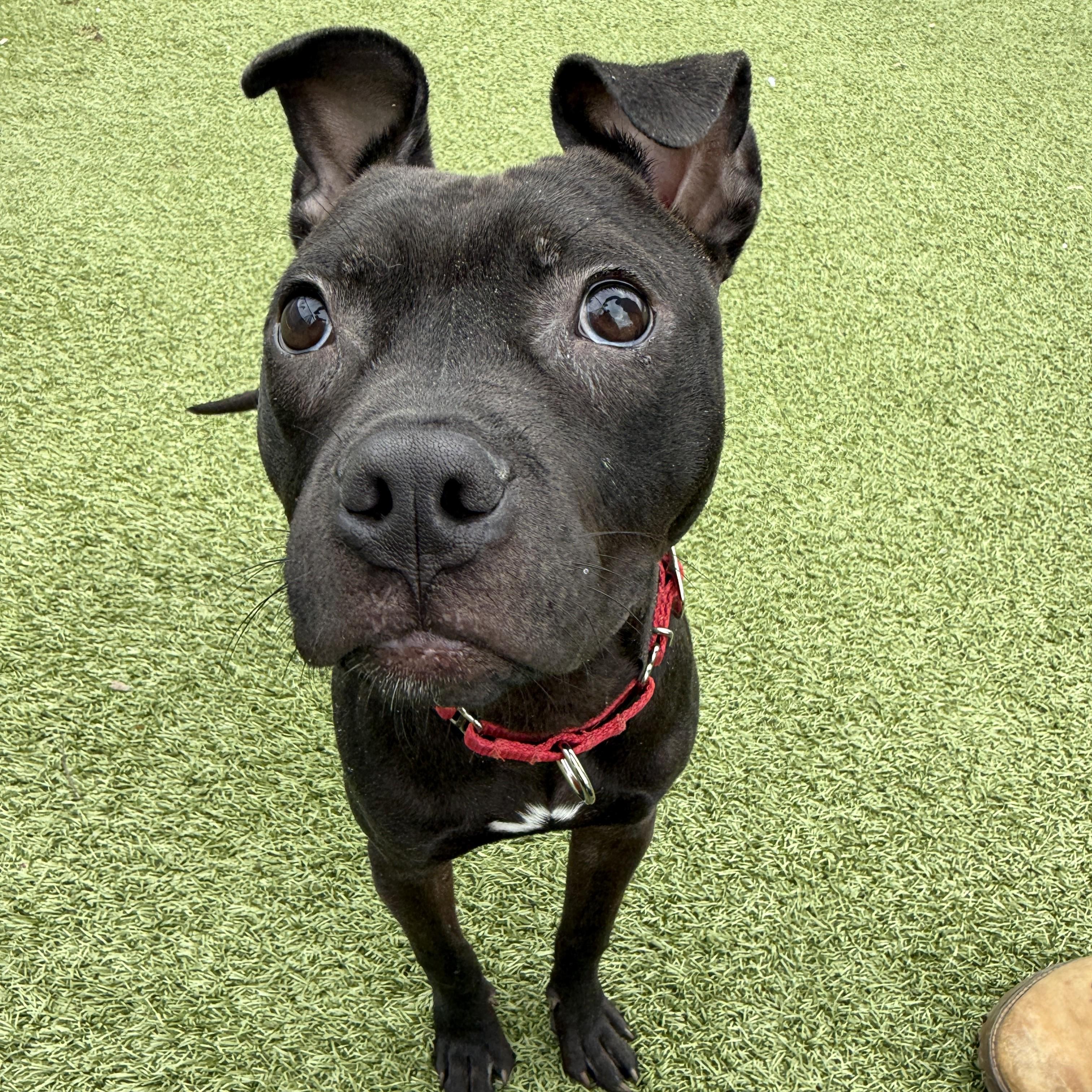 Enlarge Nitro, a ADOPTABLE Pit Bull Terrier in Columbus, OH image 3/4