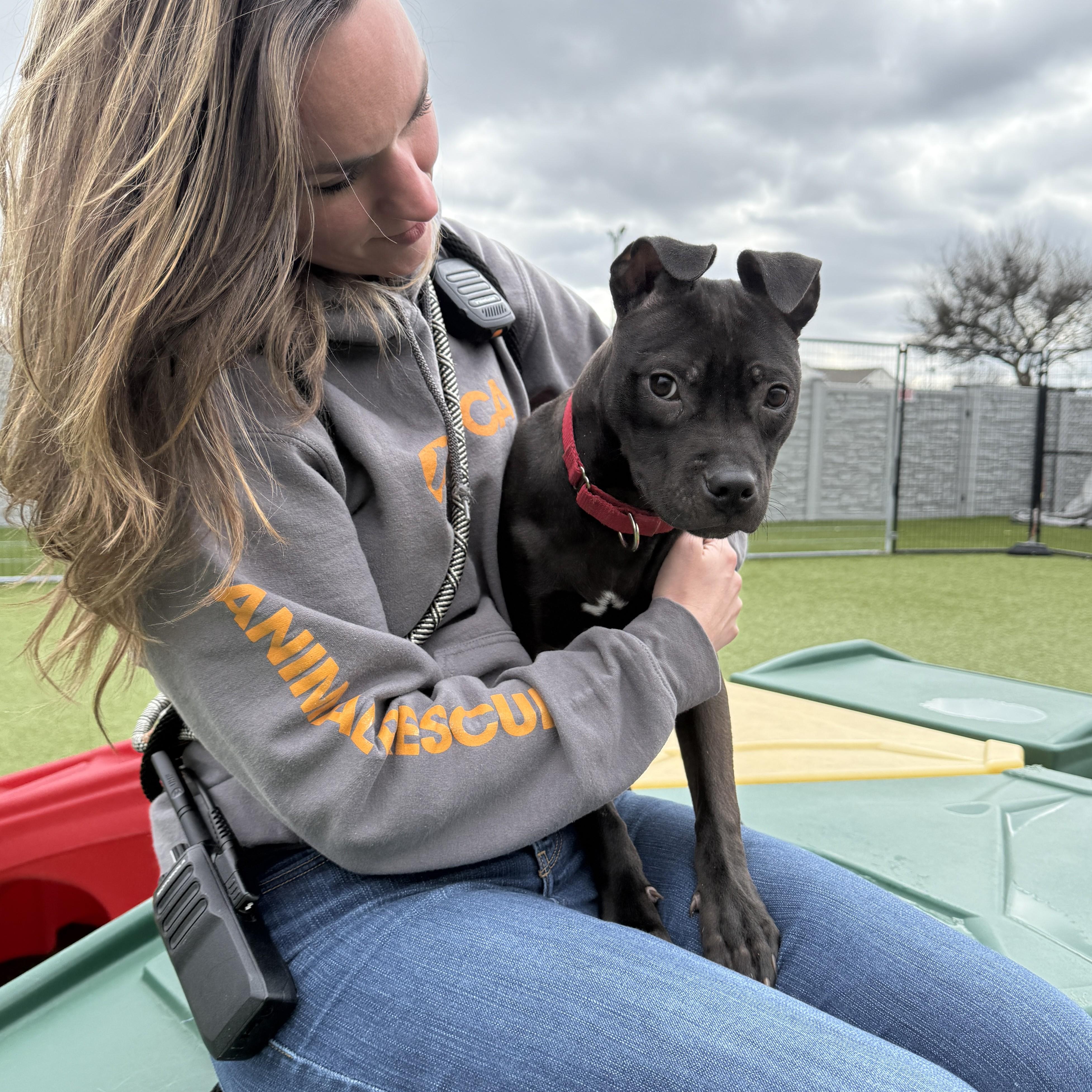 Enlarge Nitro, a ADOPTABLE Pit Bull Terrier in Columbus, OH image 2/4
