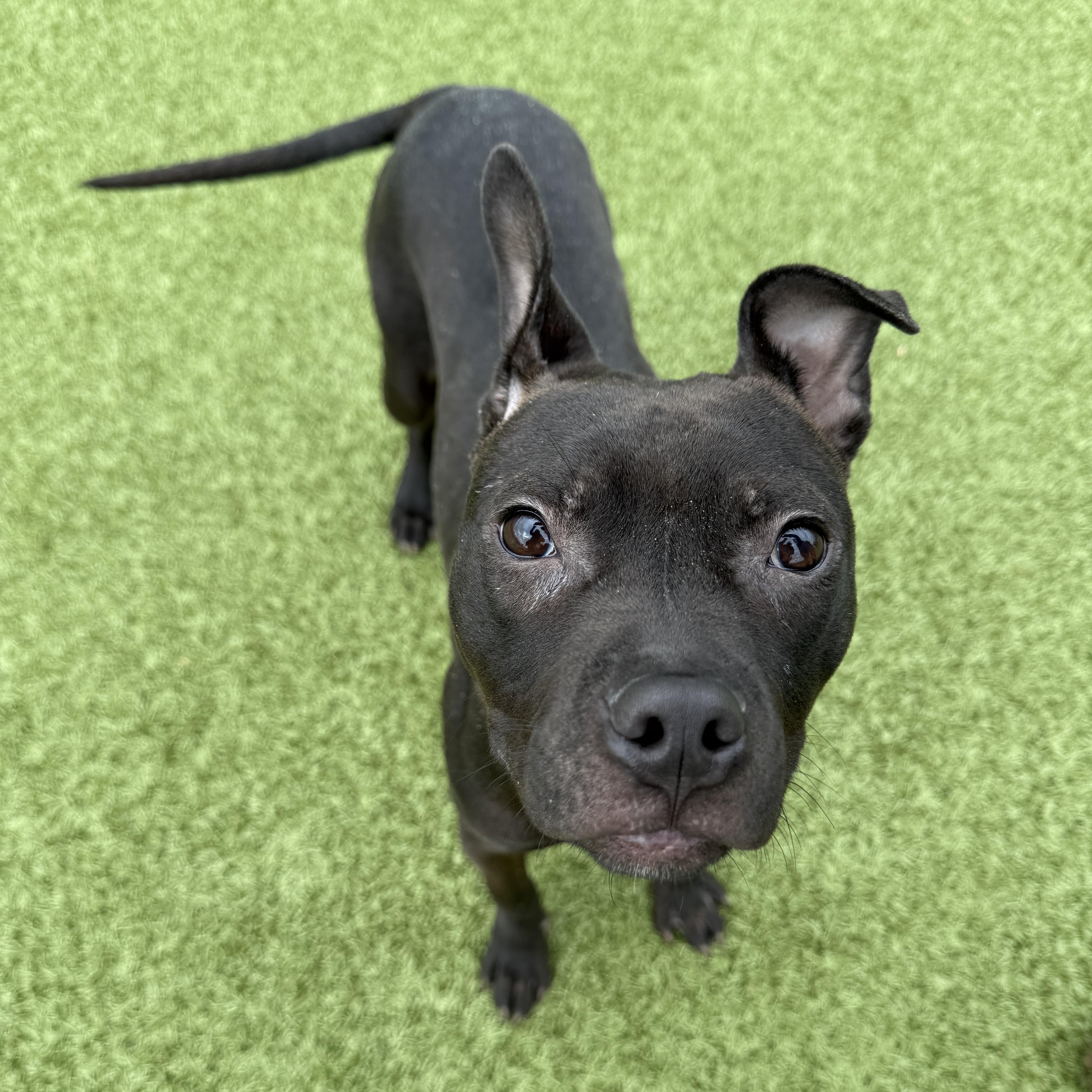 Enlarge Nitro, a ADOPTABLE Pit Bull Terrier in Columbus, OH image 4/4