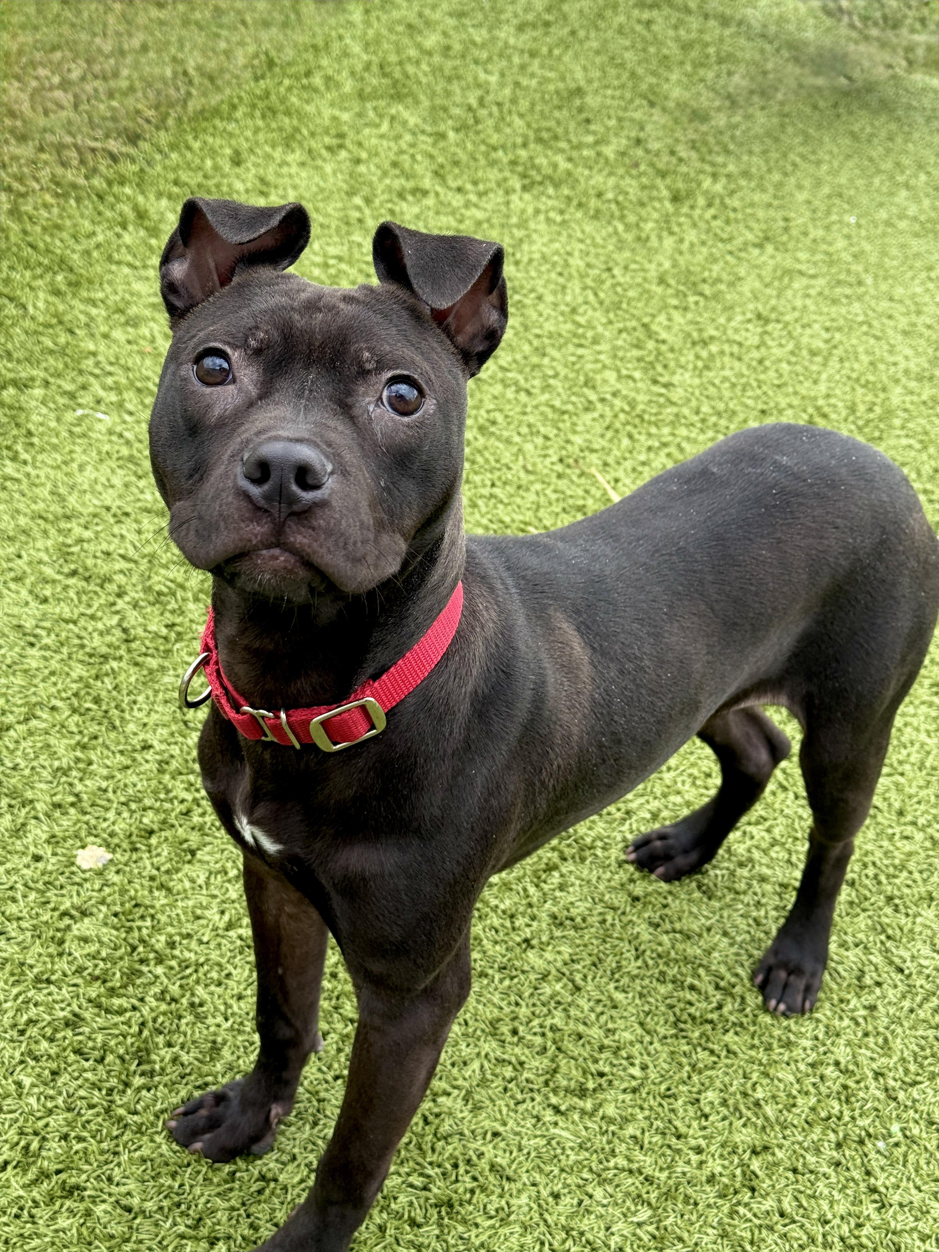 Nitro, ADOPTABLE, Young Male Pit Bull Terrier.