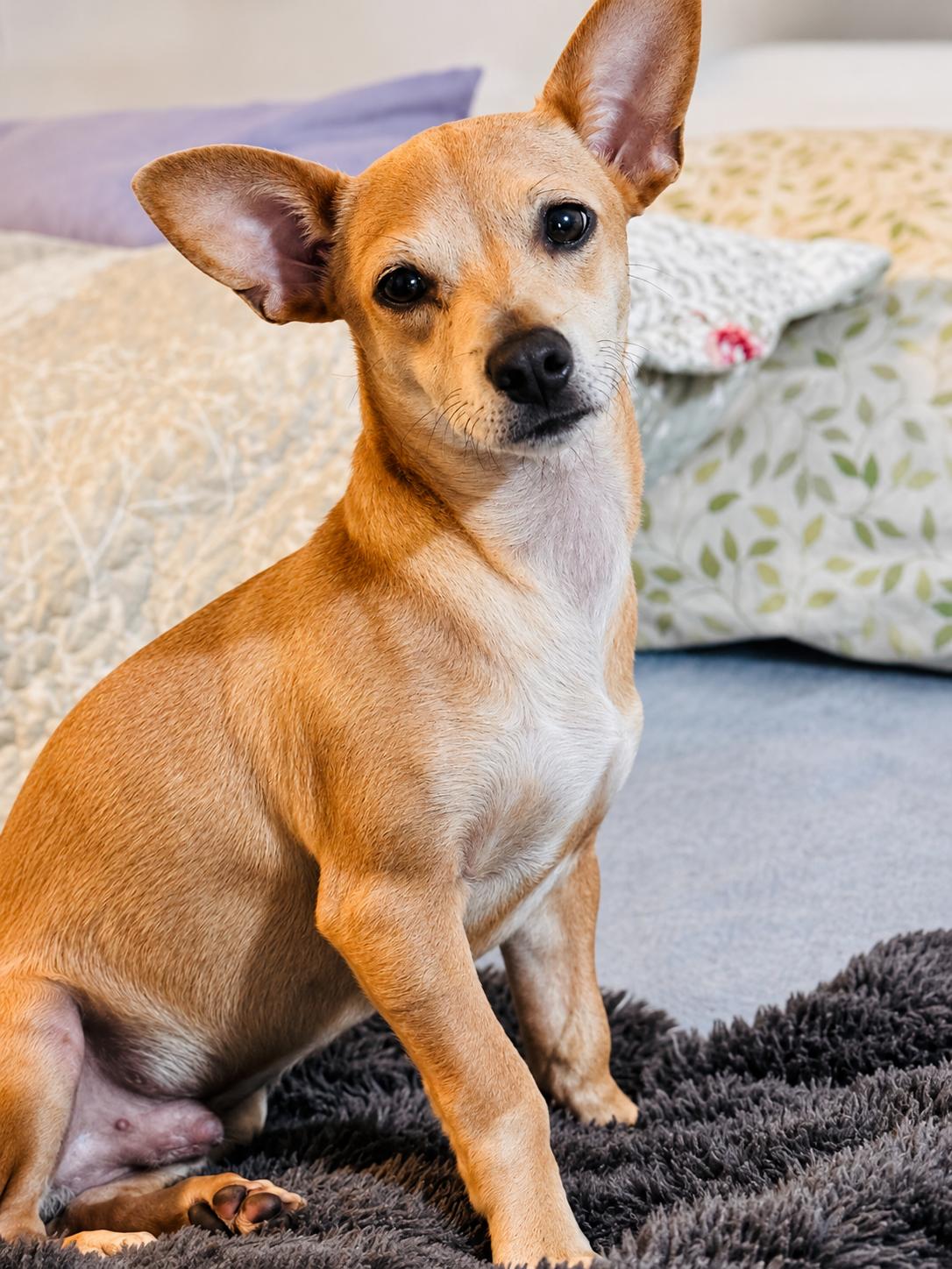 TAZ, a ADOPTABLE mixed breed in Nahunta, GA image 3/6