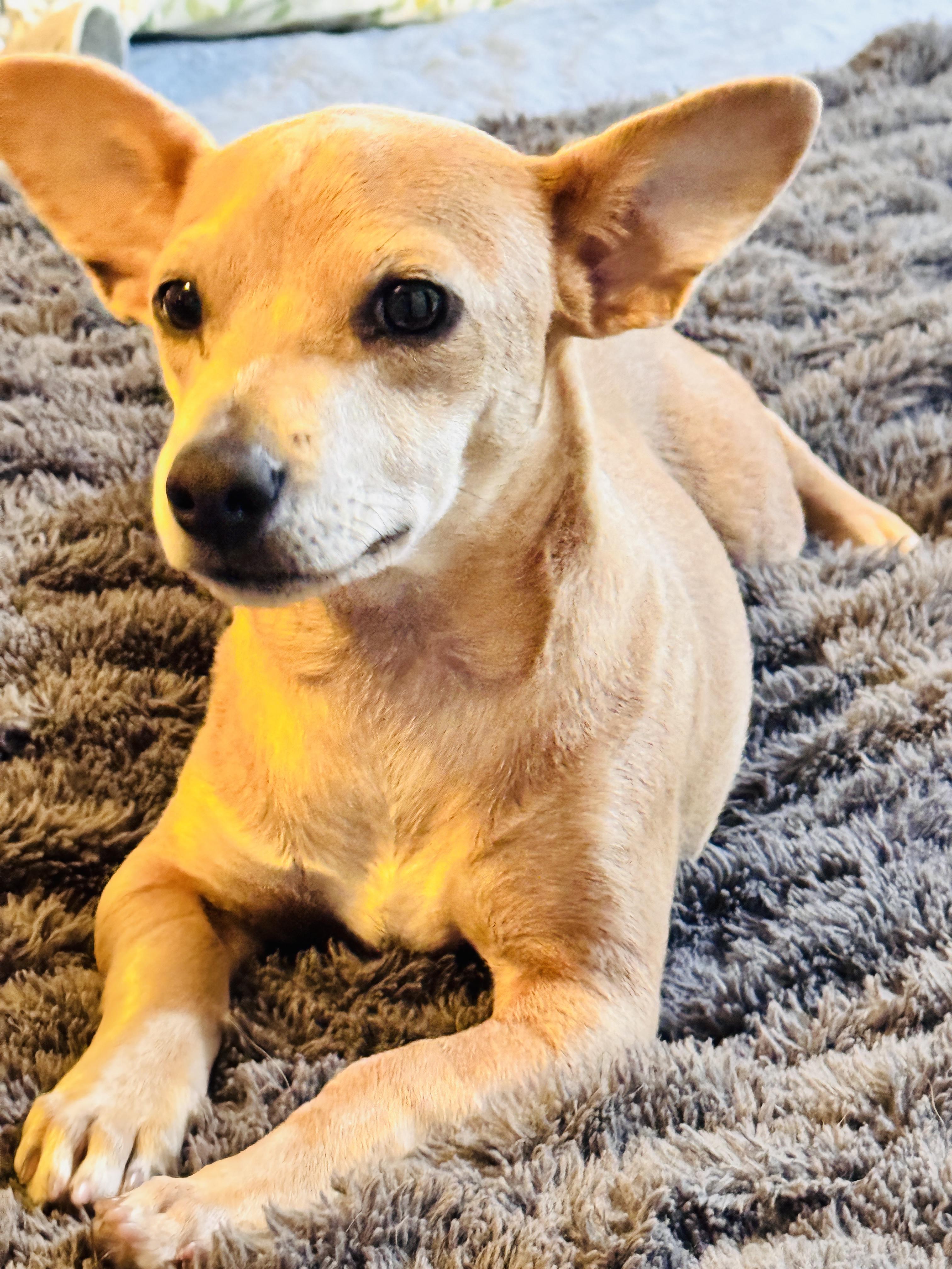 TAZ, a ADOPTABLE mixed breed in Nahunta, GA image 4/6