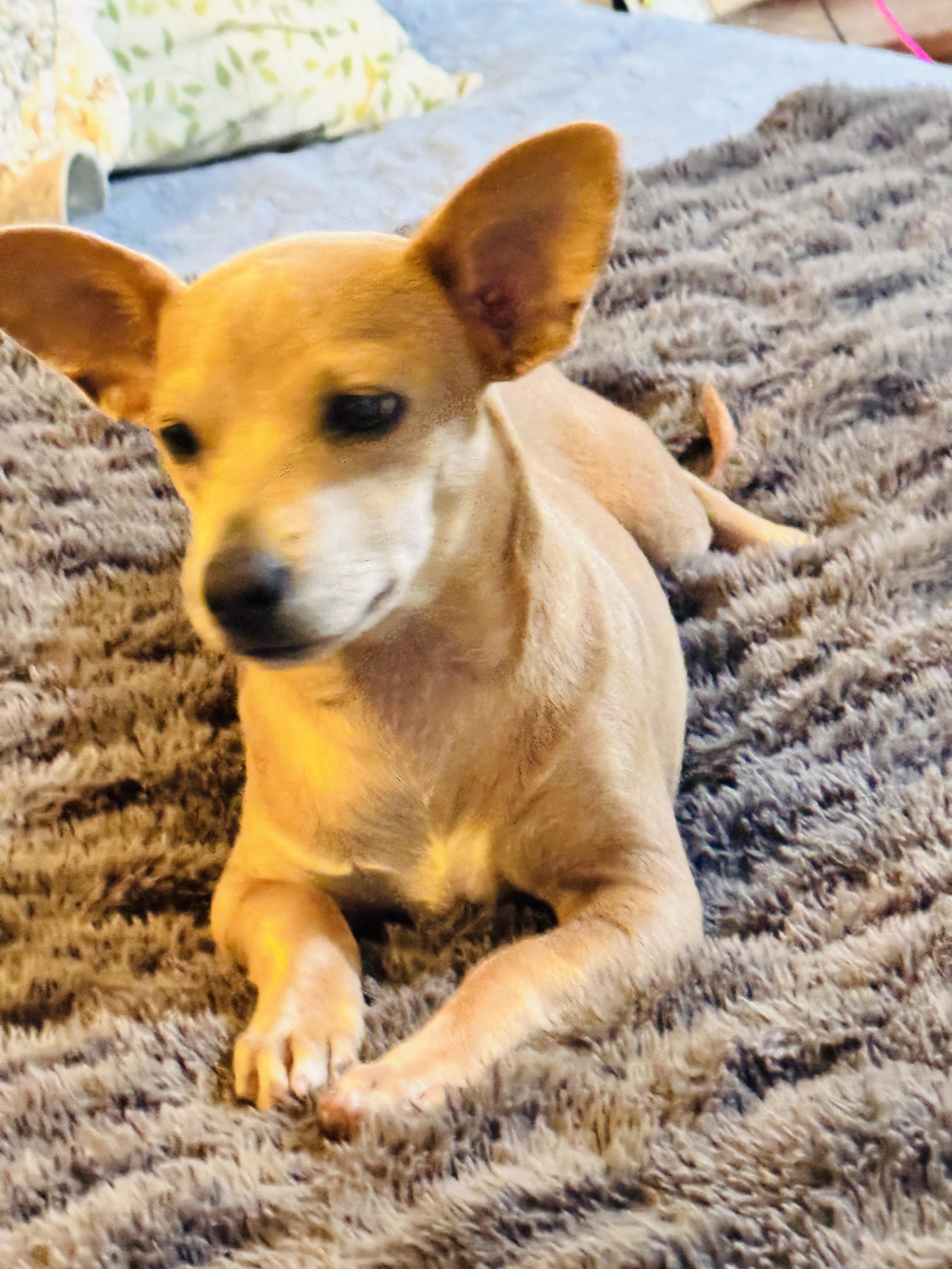 TAZ, a ADOPTABLE mixed breed in Nahunta, GA image 2/6