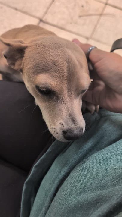 Enlarge TAZ, a ADOPTABLE mixed breed in Nahunta, GA video 5/6