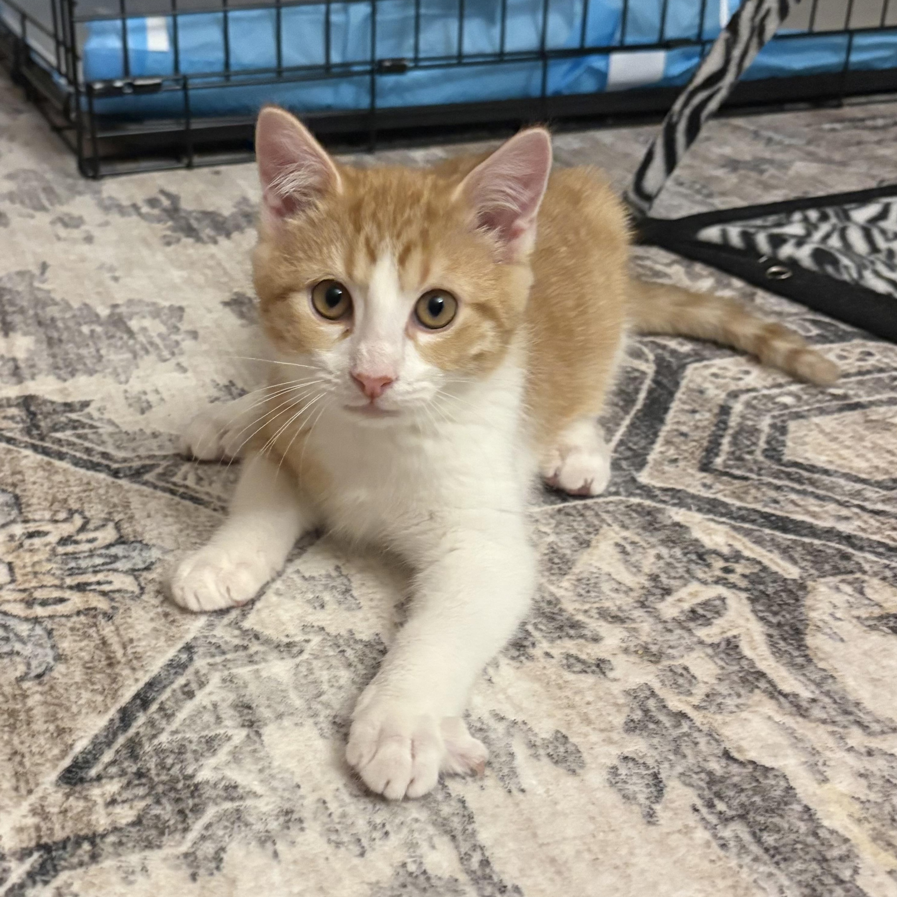 Enlarge Eddie, an adopted Domestic Short Hair in Maplewood, NJ image 3/6