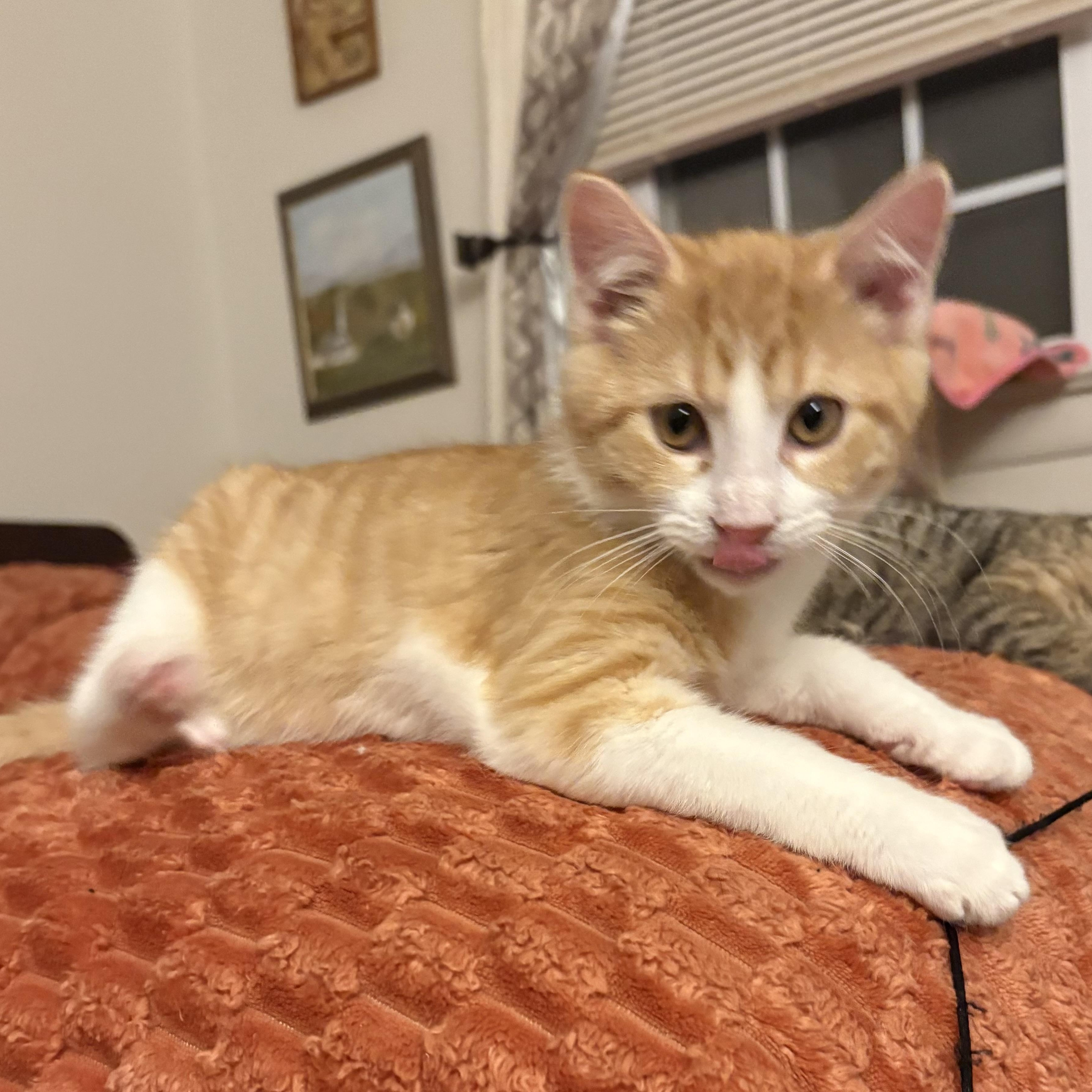 Enlarge Eddie, an adopted Domestic Short Hair in Maplewood, NJ image 6/6