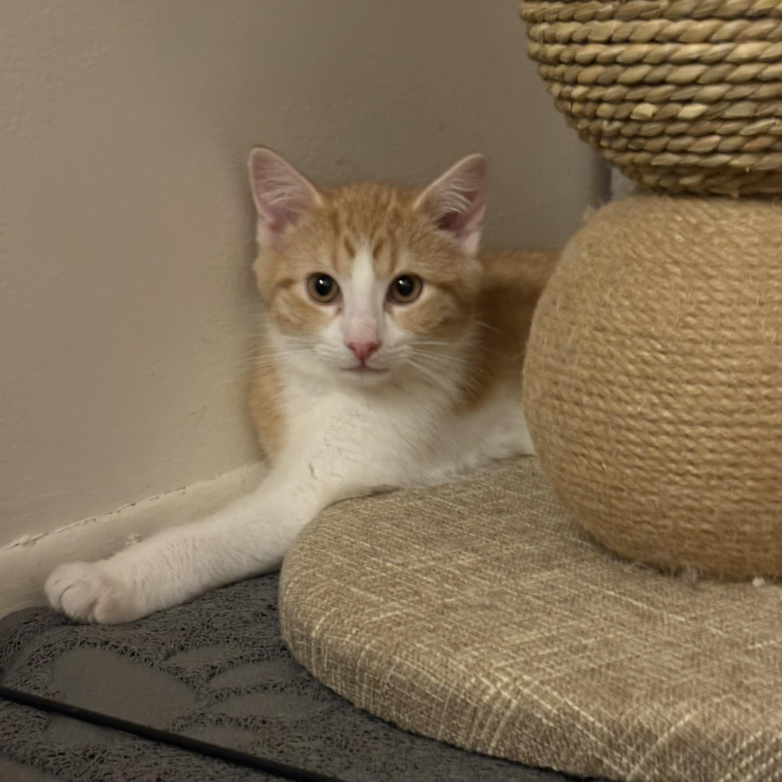 Enlarge Eddie, an adopted Domestic Short Hair in Maplewood, NJ image 5/6