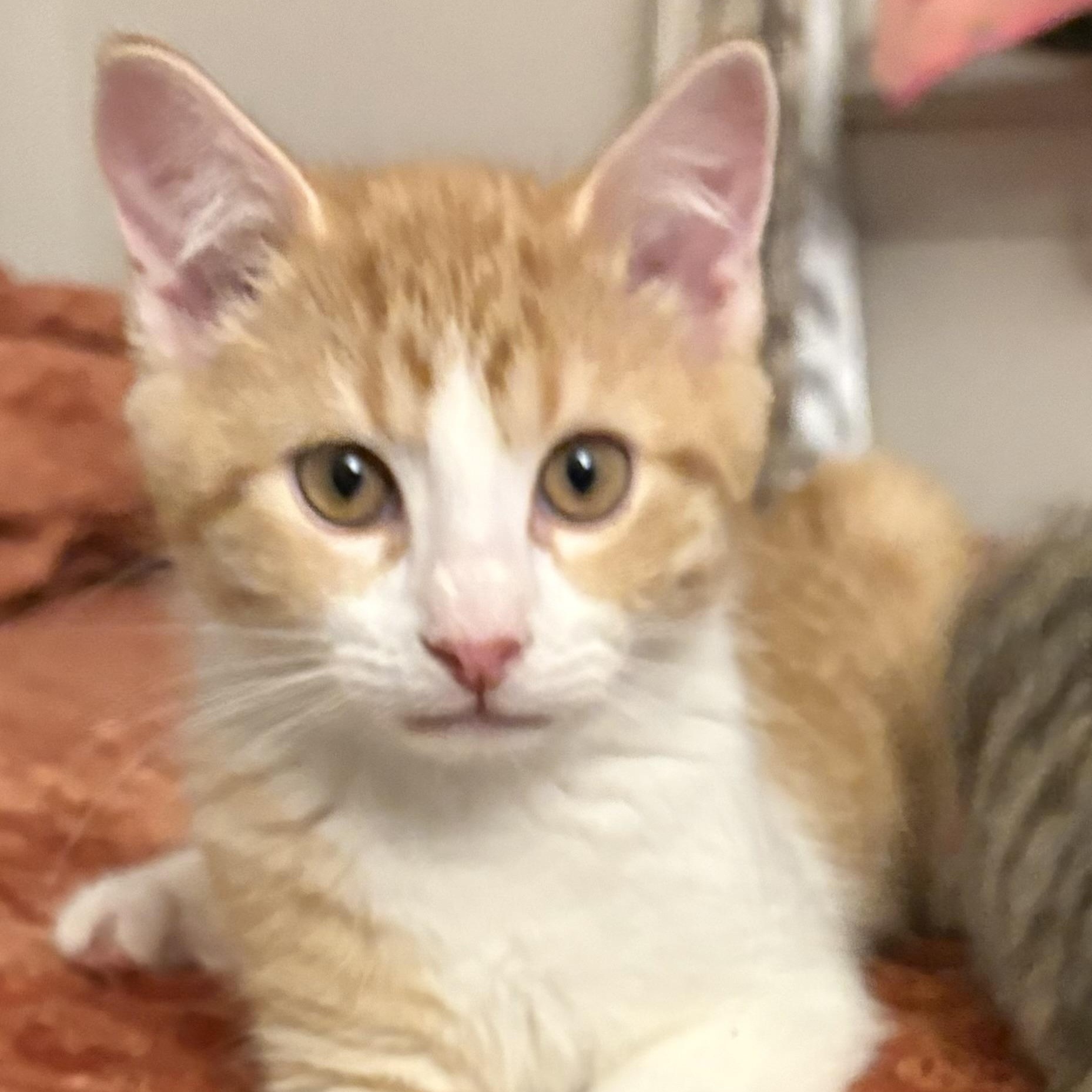 Enlarge Eddie, an adopted Domestic Short Hair in Maplewood, NJ image 1/6