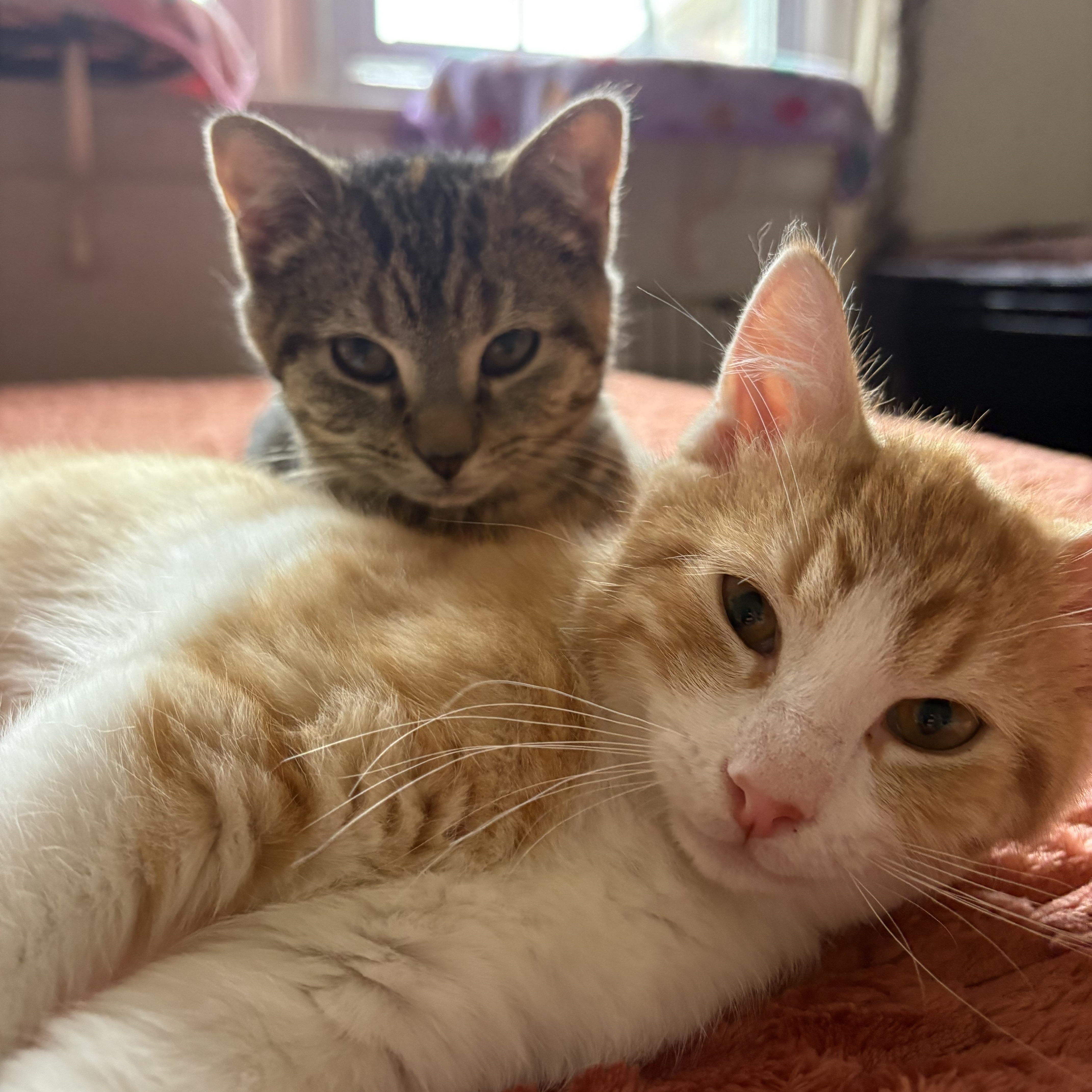 Enlarge Eddie, an adopted Domestic Short Hair in Maplewood, NJ image 2/6