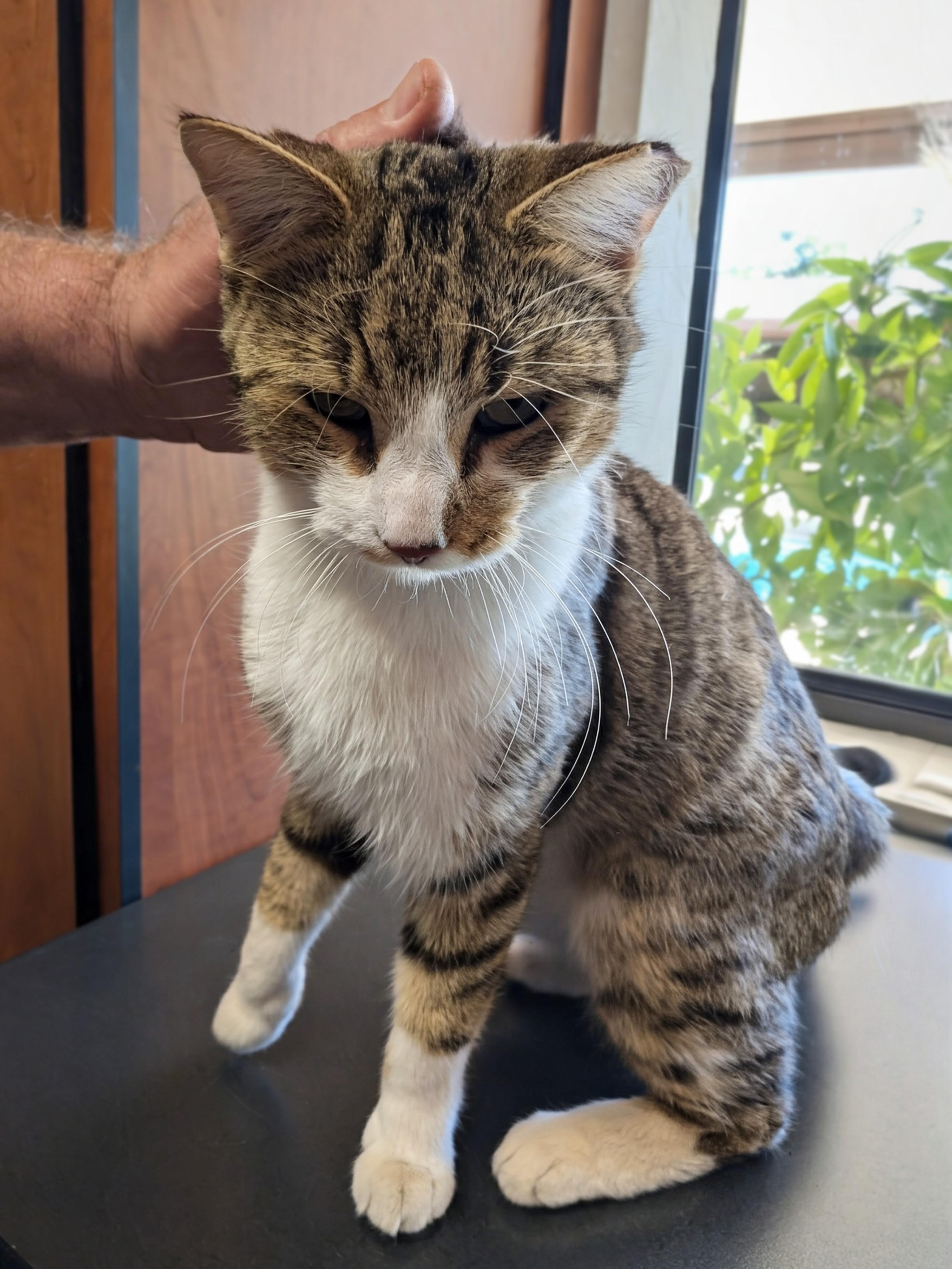 Sir Charles, Adoptable, Young Male Tabby.