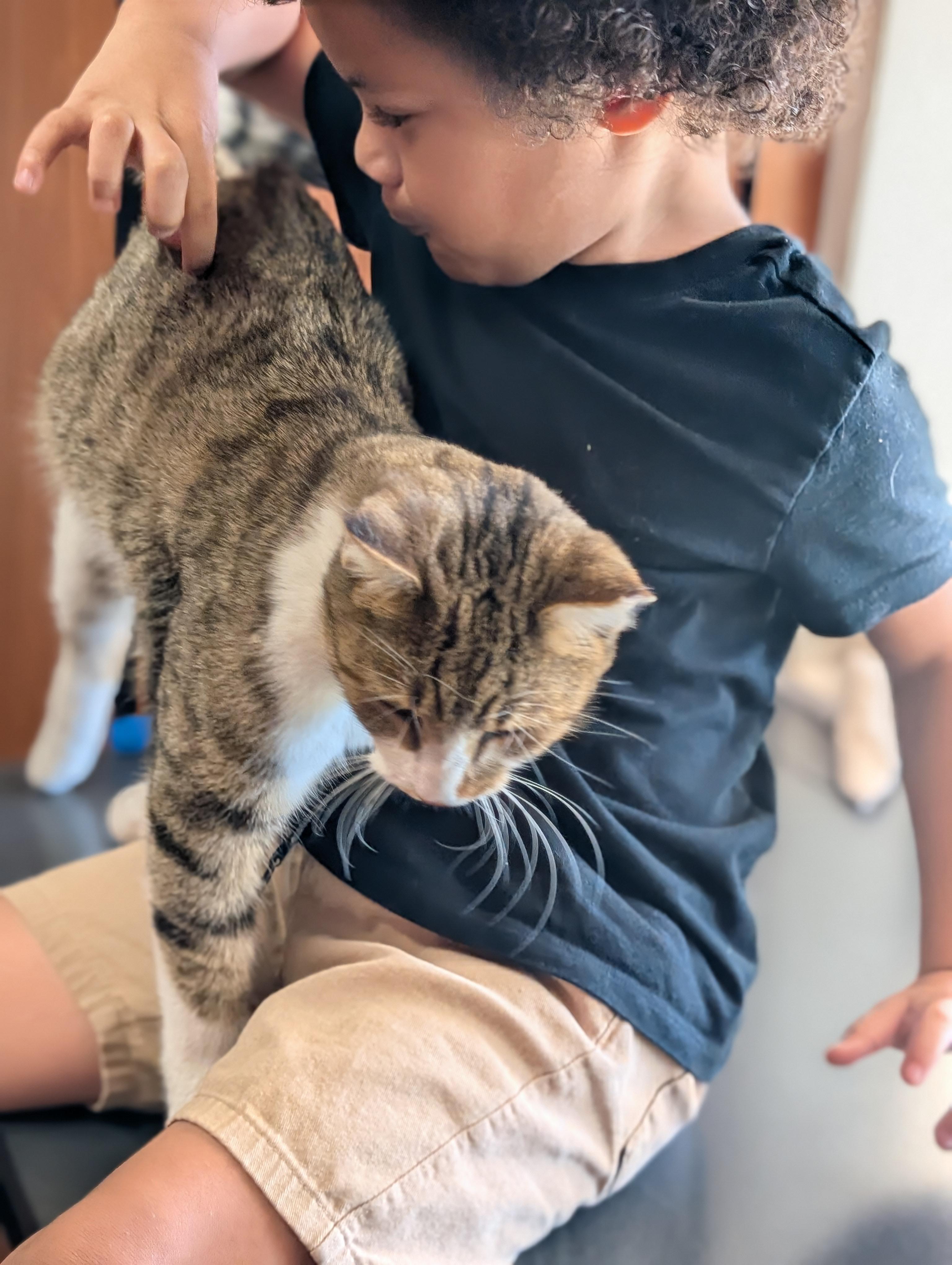 Sir Charles, a Adoptable Tabby in Phoenix, AZ image 5/6