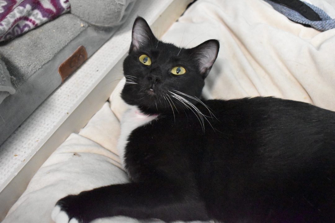 Kiko, a Adoptable Tuxedo in Milledgeville, GA image 1/4