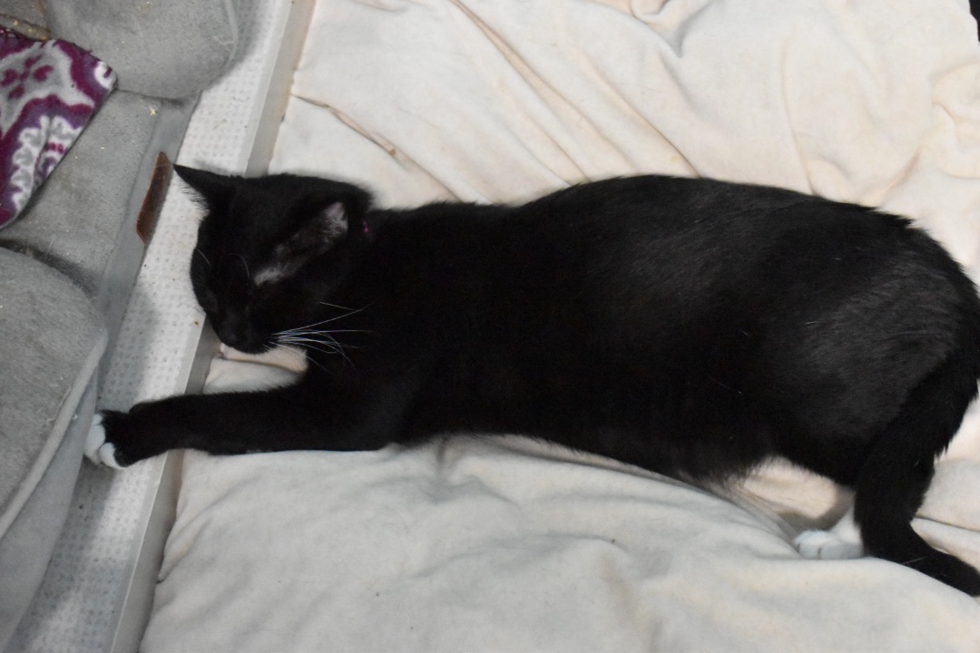 Kiko, a Adoptable Tuxedo in Milledgeville, GA image 2/4