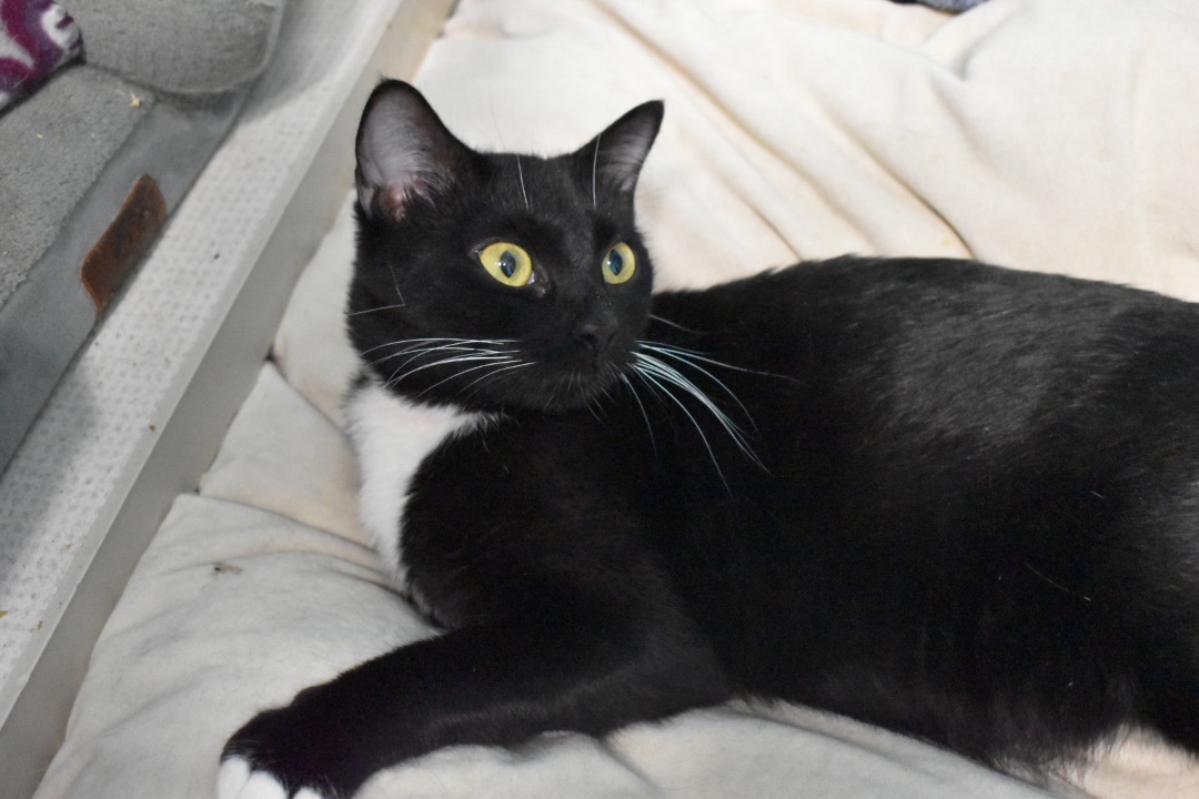 Kiko, a Adoptable Tuxedo in Milledgeville, GA image 3/4