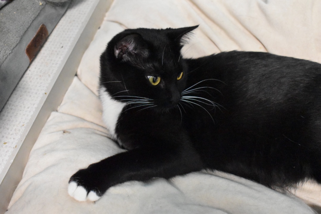 Kiko, a Adoptable Tuxedo in Milledgeville, GA image 4/4