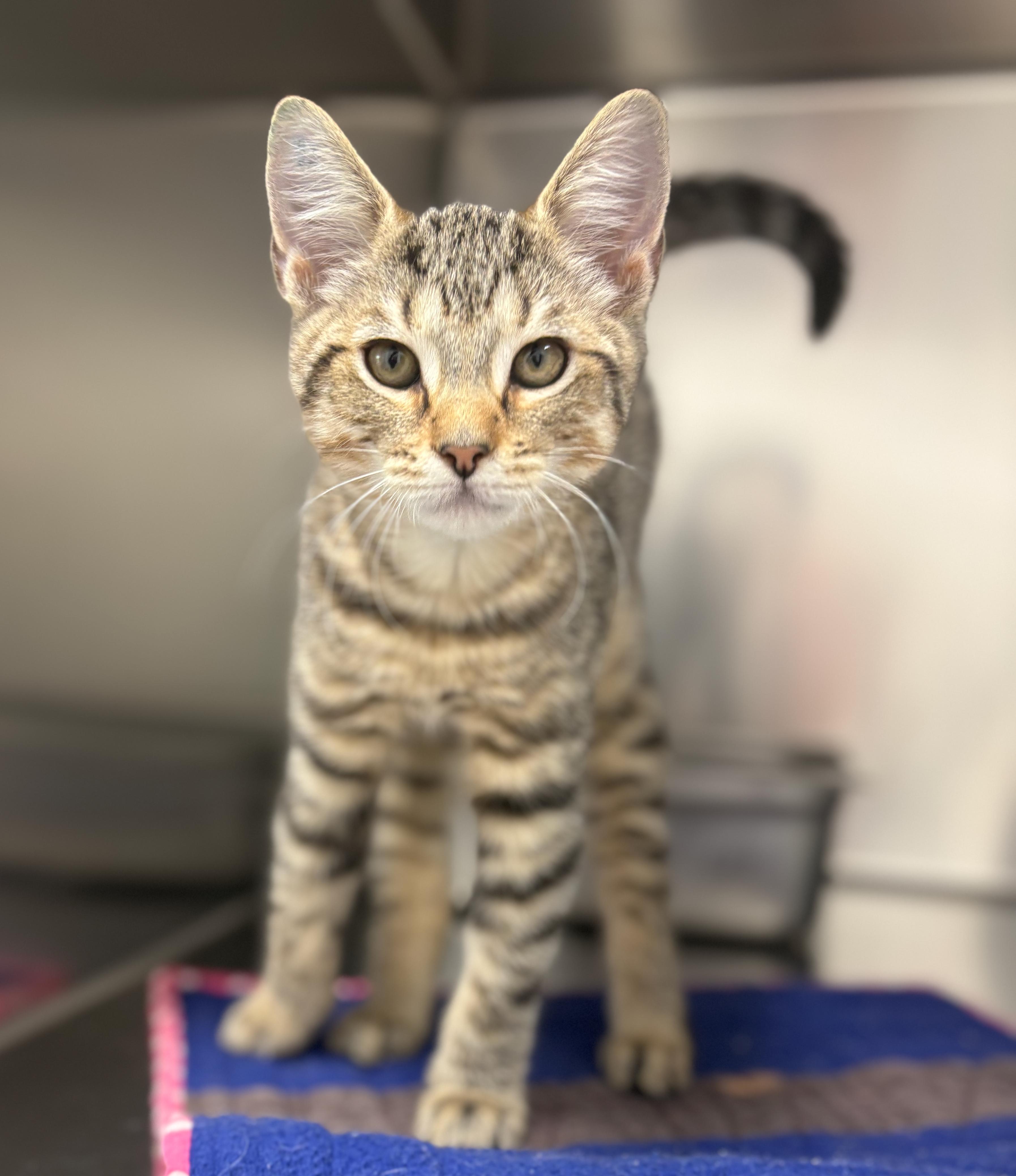 Sam 4372, Adoptable, Kitten Male Domestic Short Hair.