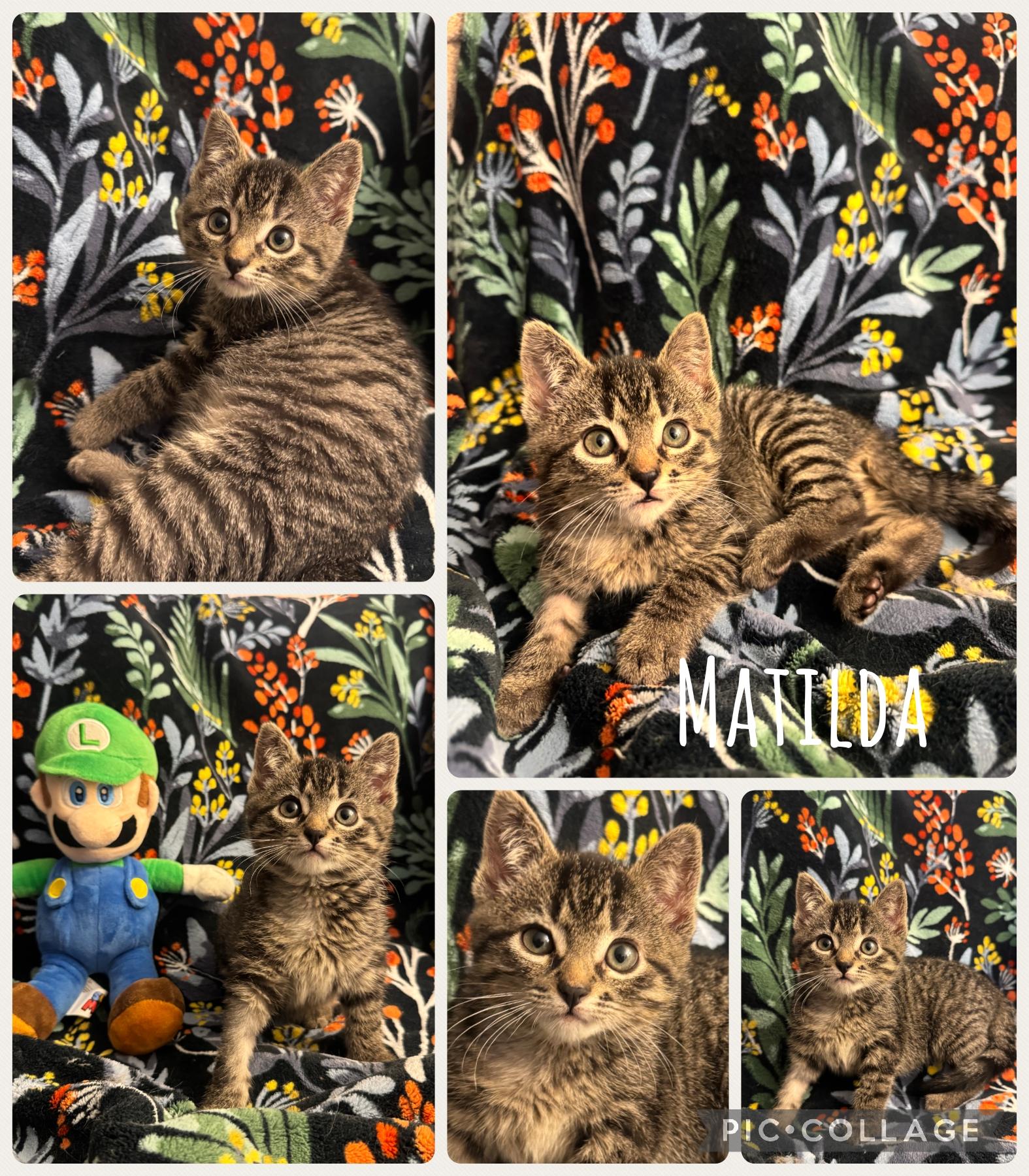 Enlarge Matilda, a Adoptable Domestic Short Hair in Newberg, OR image 1/1